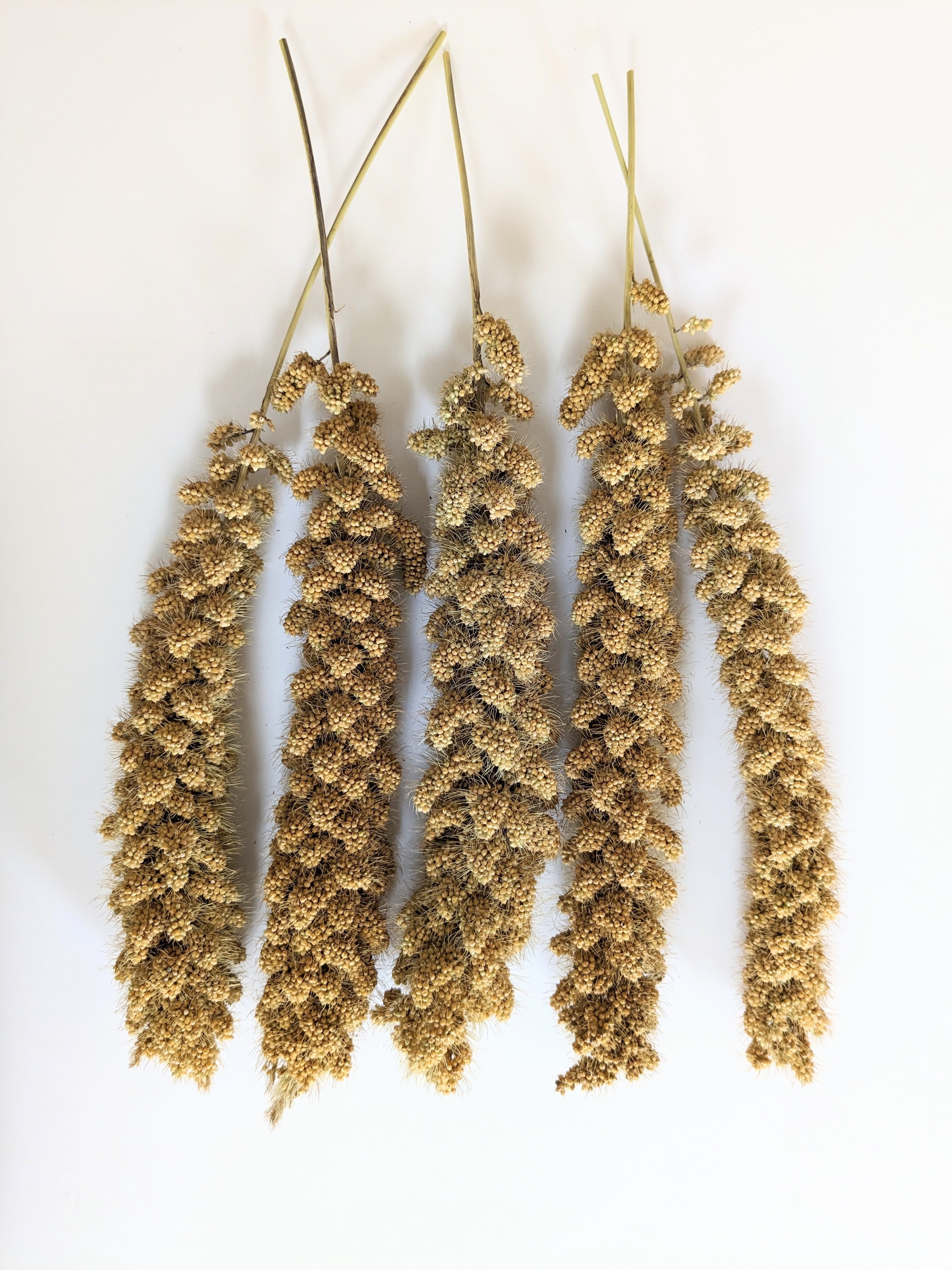 オーダー専用【北海道産】令和3年度 無農薬 赤粟の穂 250g 【公式通販】