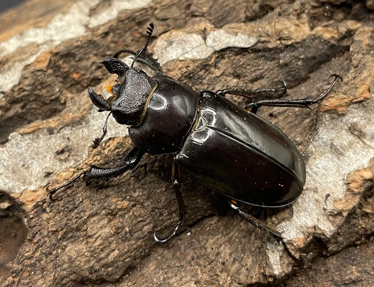 【WD】2018新種記載《ジュシャンミヤマ 60mm ペア A’品》