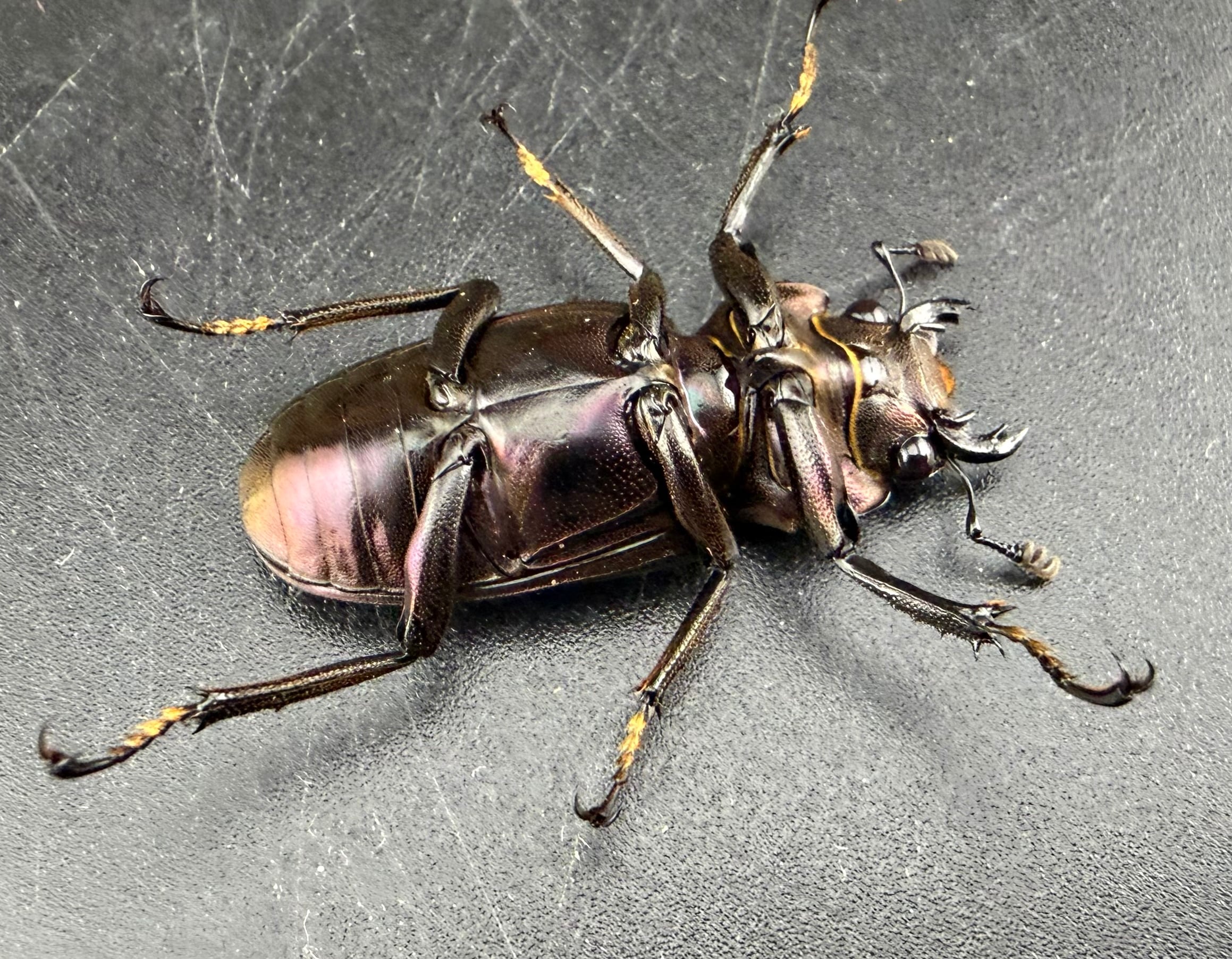 【特大標本】メタリフェルホソアカ亜種フィナエ ブリード個体94㍉ 特大標本】メタリフェルホソアカ亜種フィナエ ブリード個体94㍉