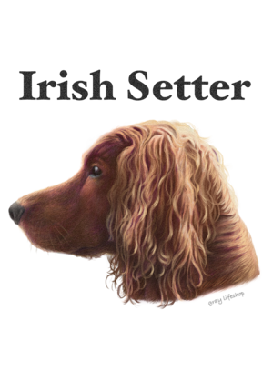 gray original Dog face &breed printed S/S TEE［Irish setter］