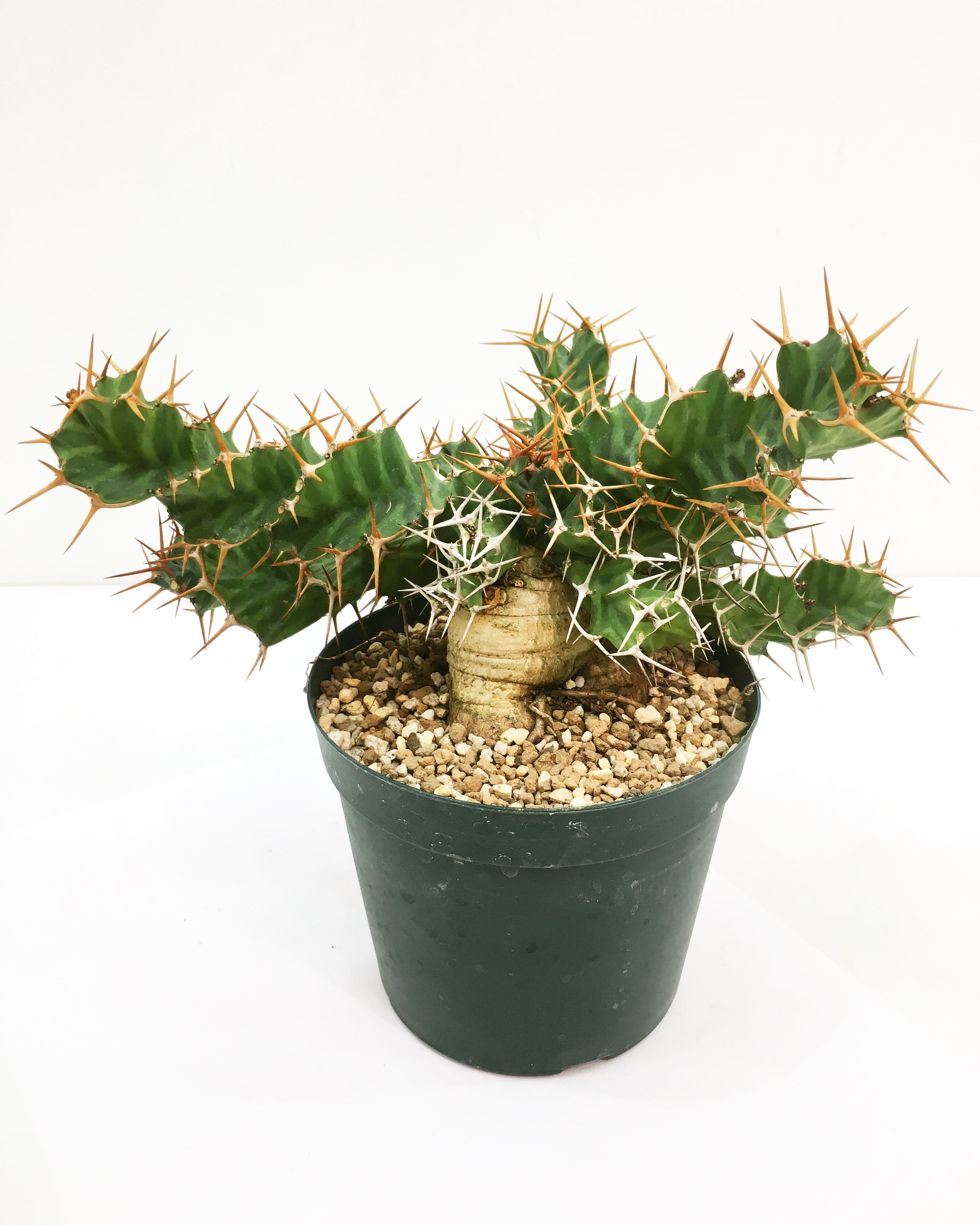Euphorbia tortirama