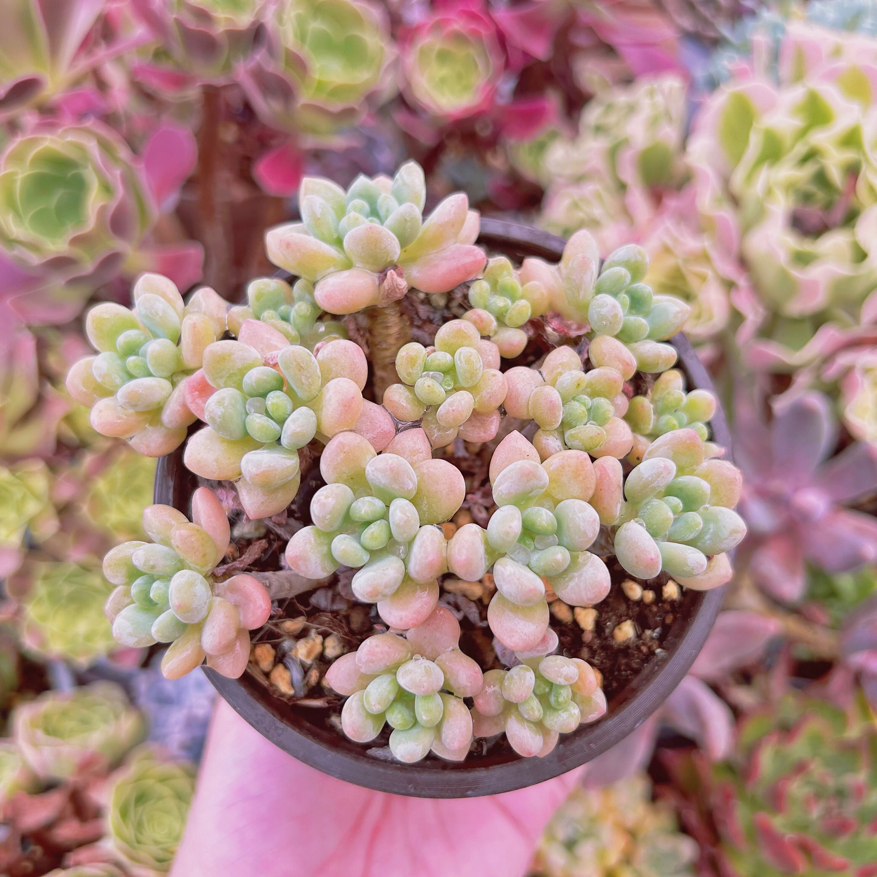 #2182現物　多肉植物　ストロベリーミルク　抜き苗