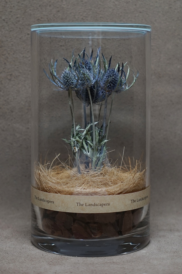 DRY CYLINDER『Eryngium』