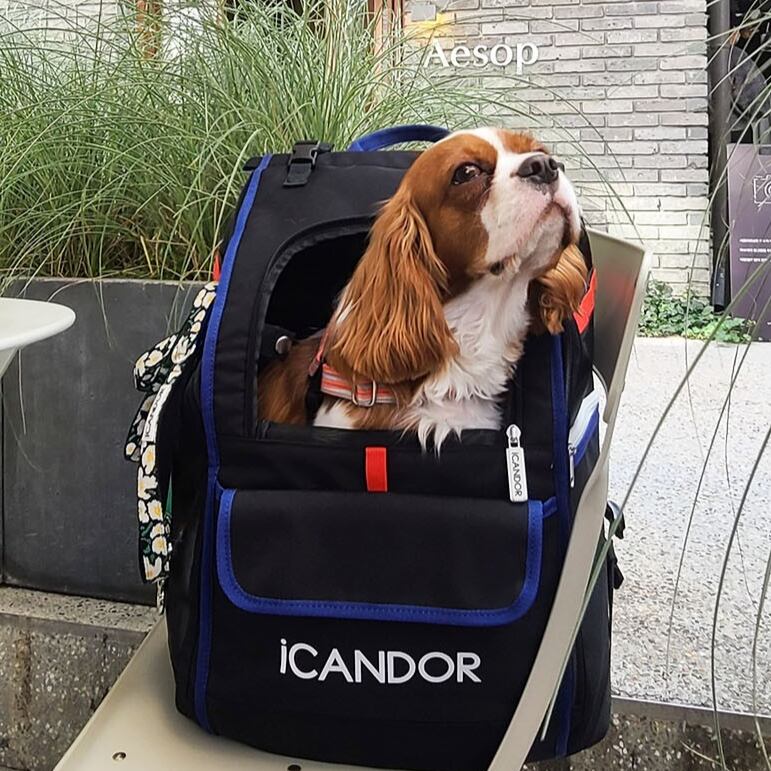 【ICANDOR】JIGE Bag_Dynamic Black(Mサイズ)