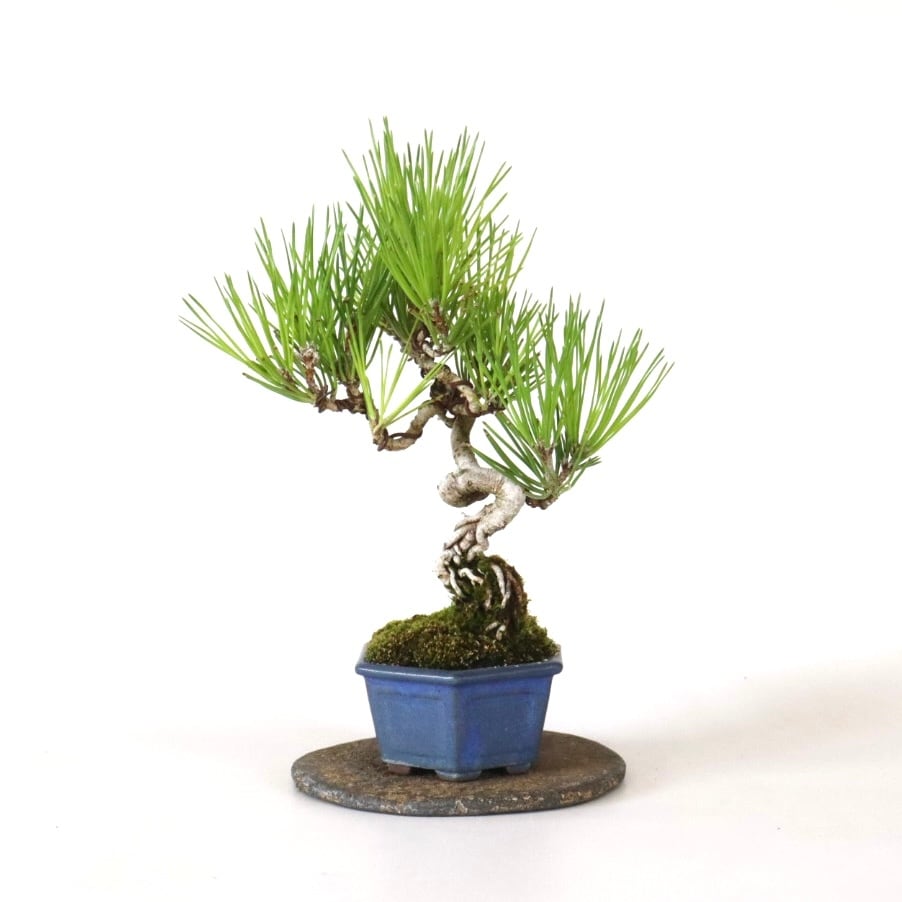黒松豆盆栽 | 盆栽工房WABI