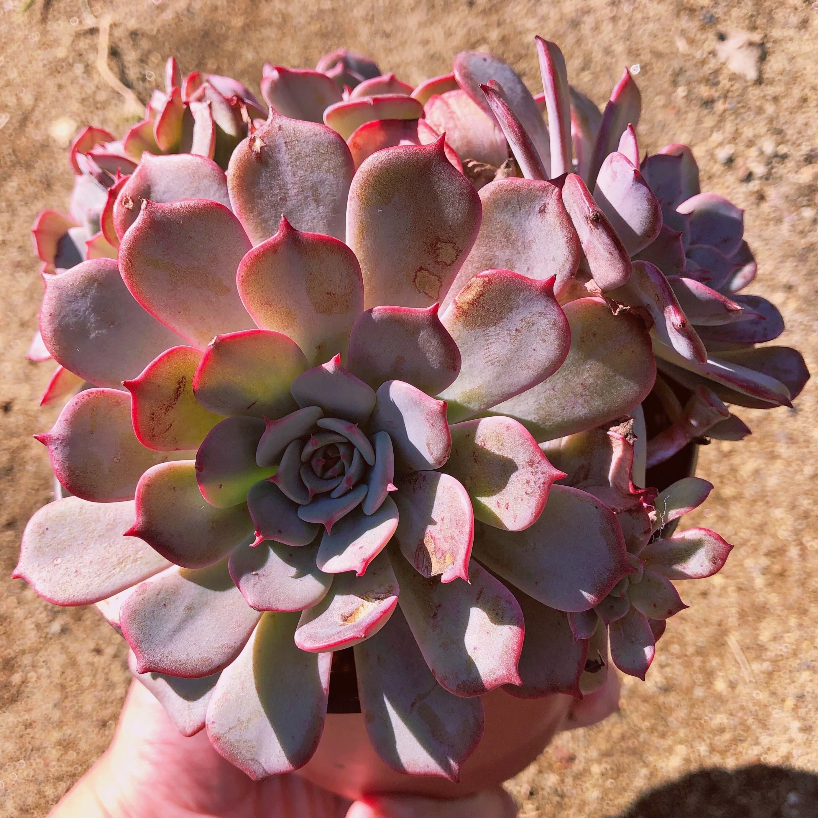 多肉植物　ラウルンシス  　特大群生　小傷あり