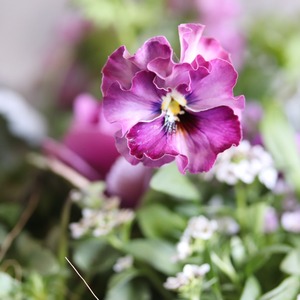 冬から春に楽しむ寄せ植え　アネモネファネモスアンティークなポットのベルベットバイオレットの寄せ植え　お正月にオススメ　届いてすぐ玄関に飾れる 　プレゼントにもオススメ　