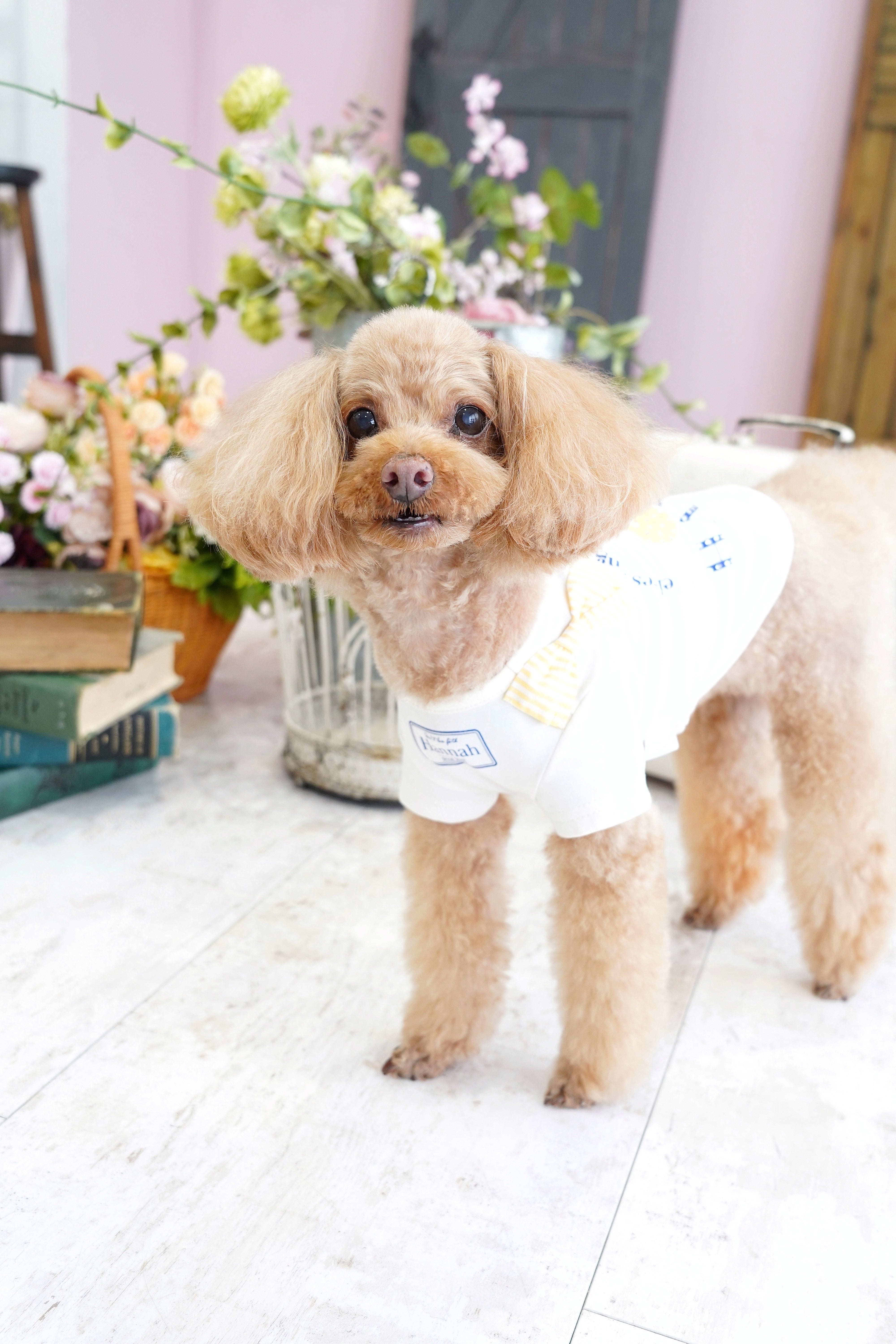 Harmony（アルモニー）XS-XL | hannah