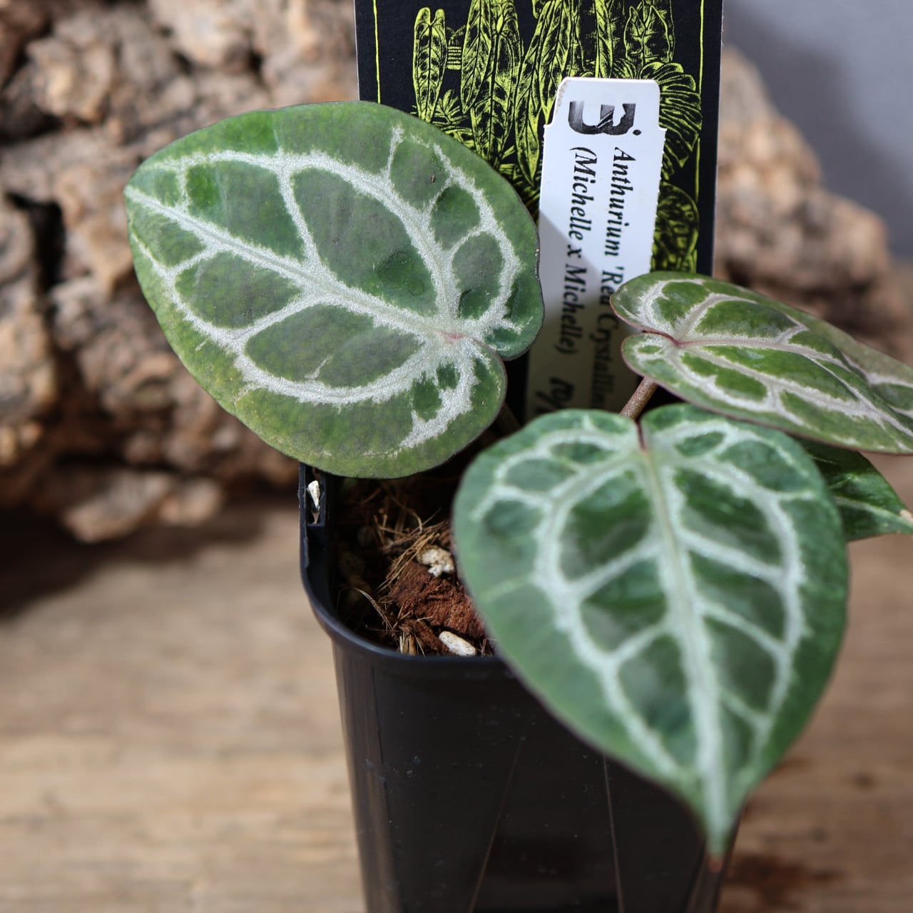 836『urban jungle Anthurium 'Red Crystallinum UJ' (Michelle