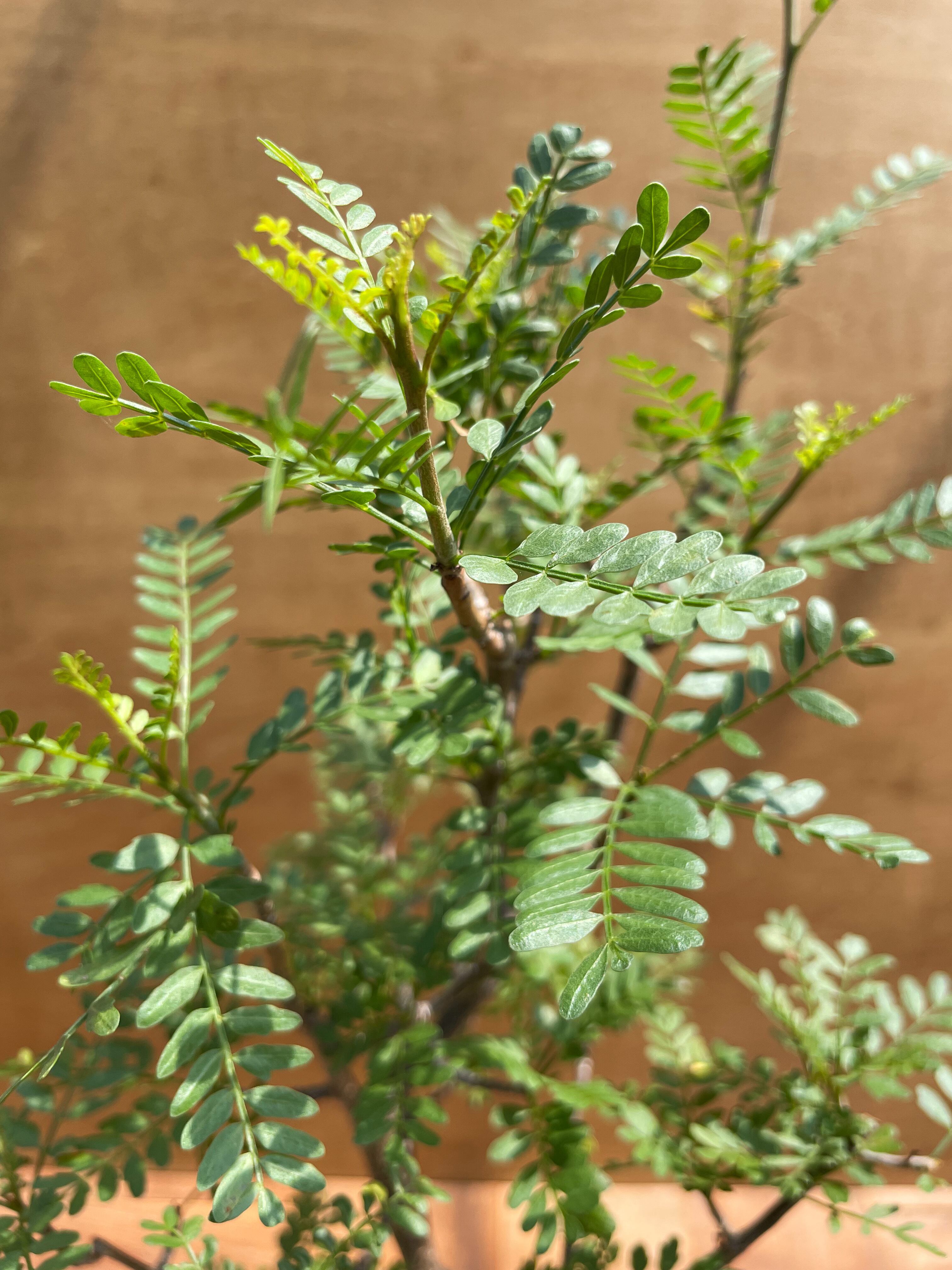 ブルセラ・ミクロフィラ　実生 Bursera microphilla【ブルセラ・ミクロフィラ・実生】 | RIMO'S
