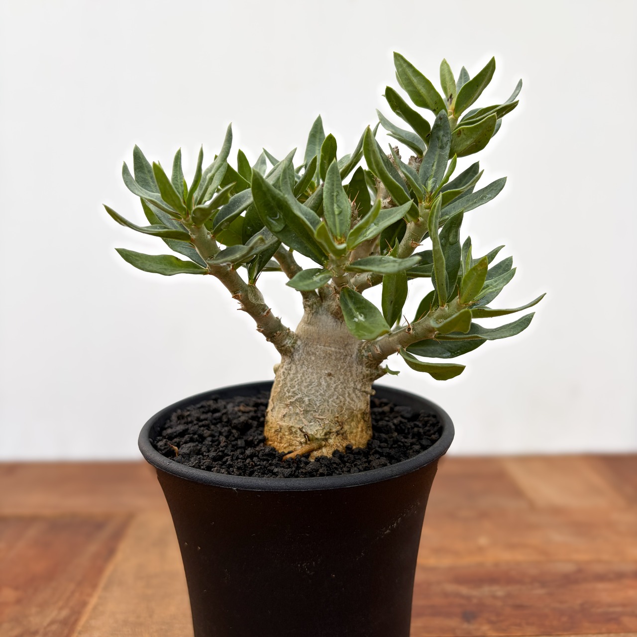 Pachypodium bispinosum【パキポディウム・ビスピノーサム・実生】