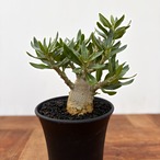 Pachypodium bispinosum【パキポディウム・ビスピノーサム・実生】