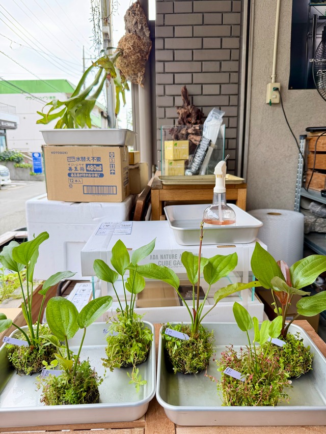 【ADA】9月5日ADA侘び草エキノドルスMIX.写真の現物配送です！ABCDEFあかだまちゃん激推し水草の寄せ植えです。水中でも半水中でも楽しめます）