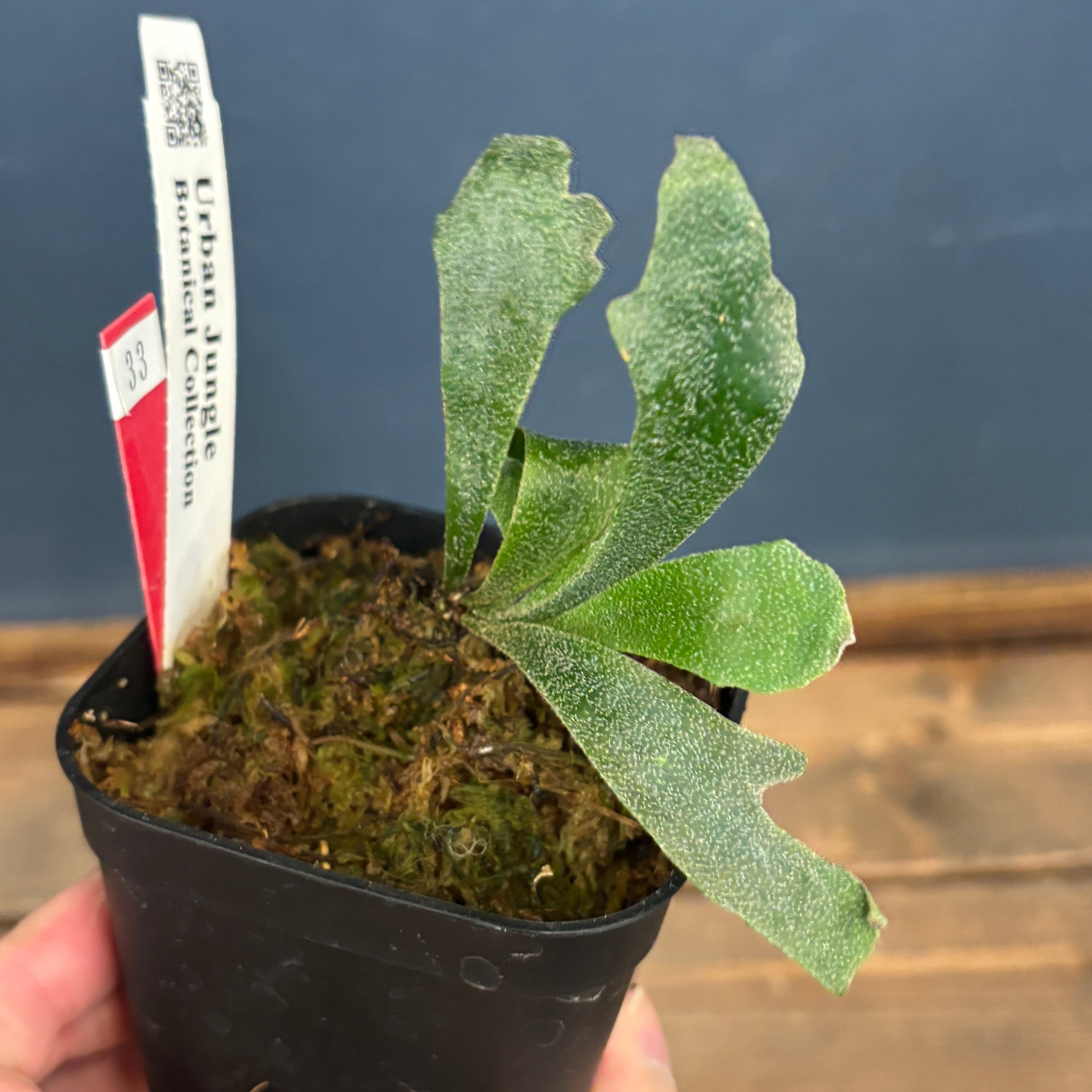 クリアランス】ビカクシダ ウィリンキー 'spur' (P.willinckii 'spur