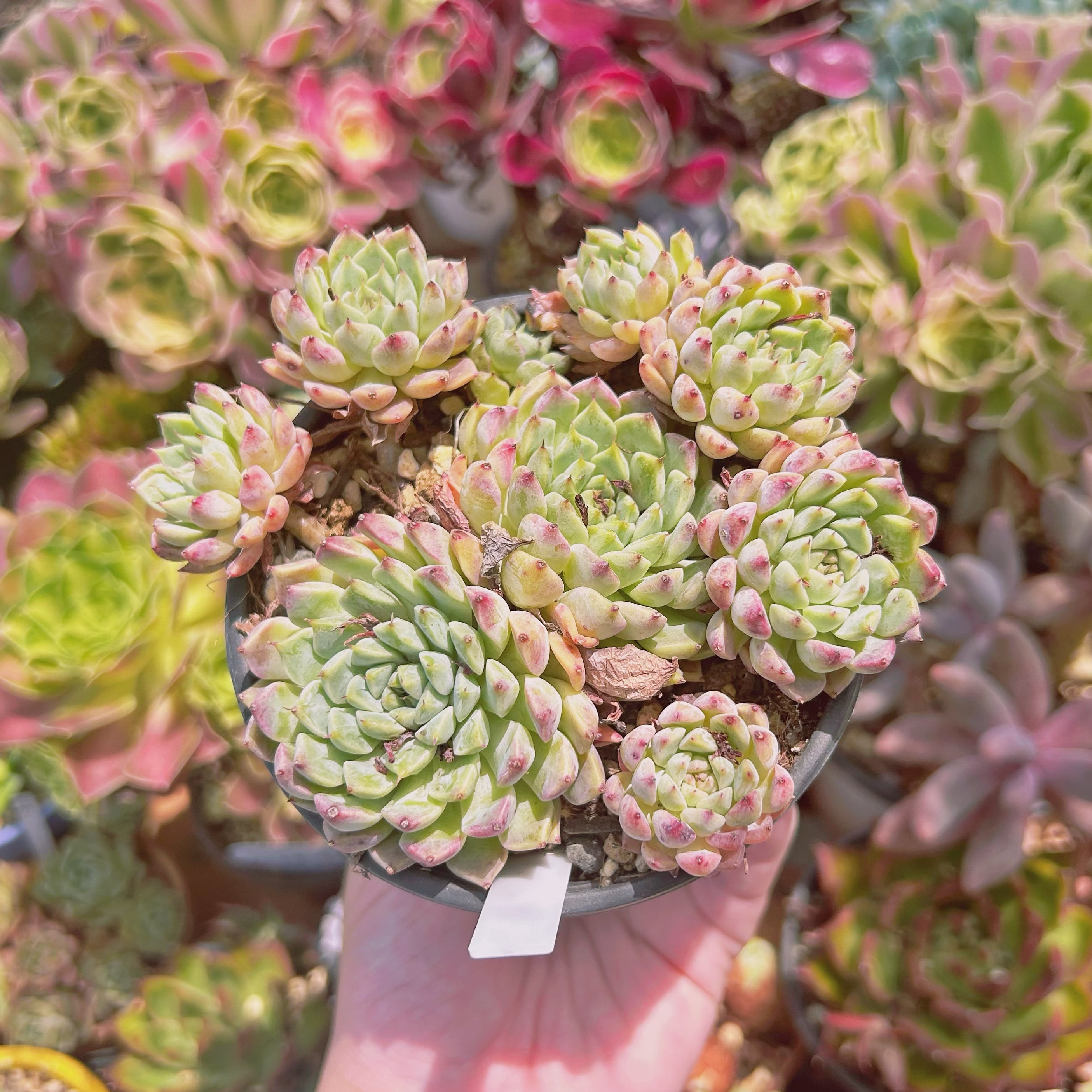 現物　多肉植物　芍薬　特大