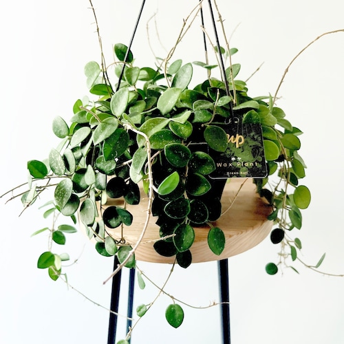 斑入りの丸い葉っぱ✳︎ホヤ マチルダ ハンギング 観葉植物 calm cafe