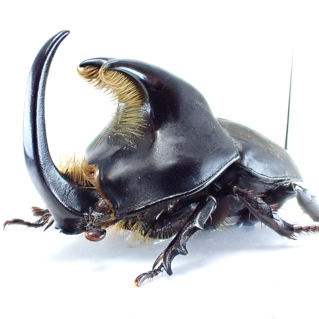 アルゼンチン産 Diloboderus abderus ♂ 26mm