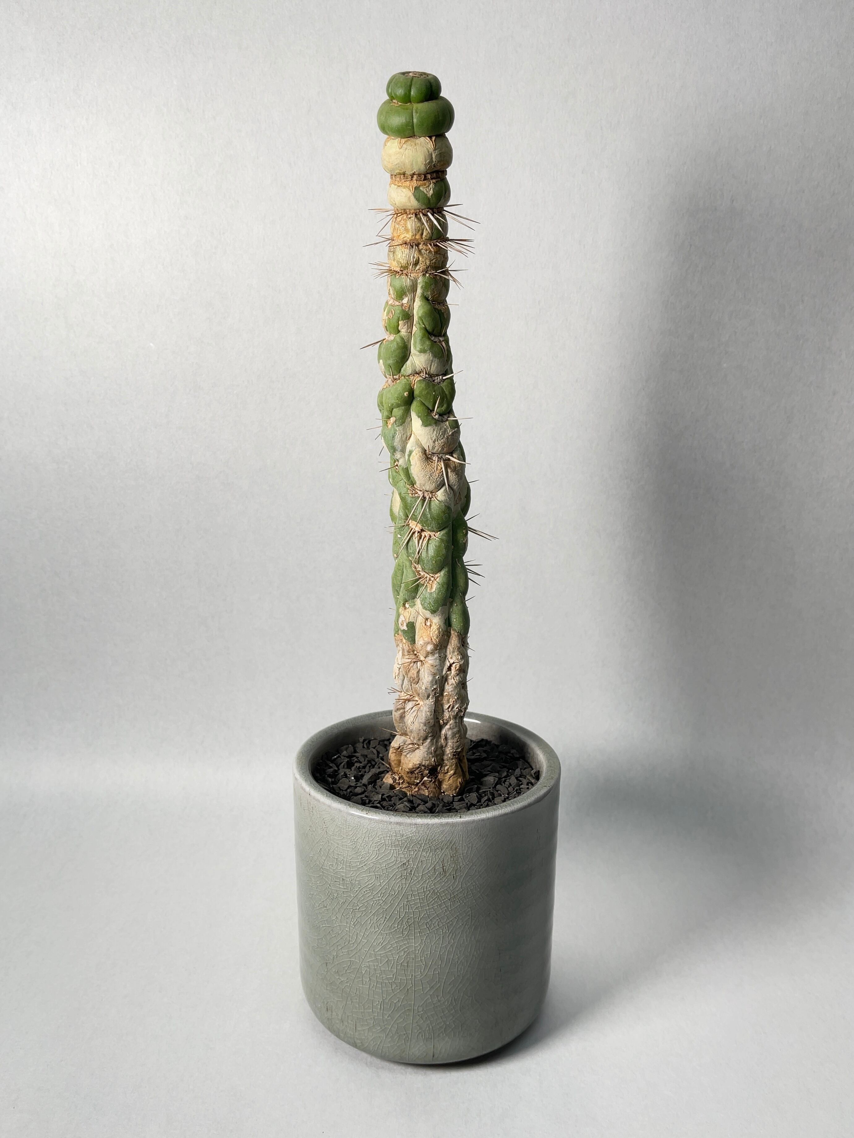 綴化❗️ ユーリキニア カスタネア スピラリス　サボテン　塊根　植物