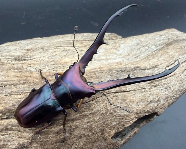 《メタリフェルホソアカ亜種フィナエ パープル系 83mm ペア》