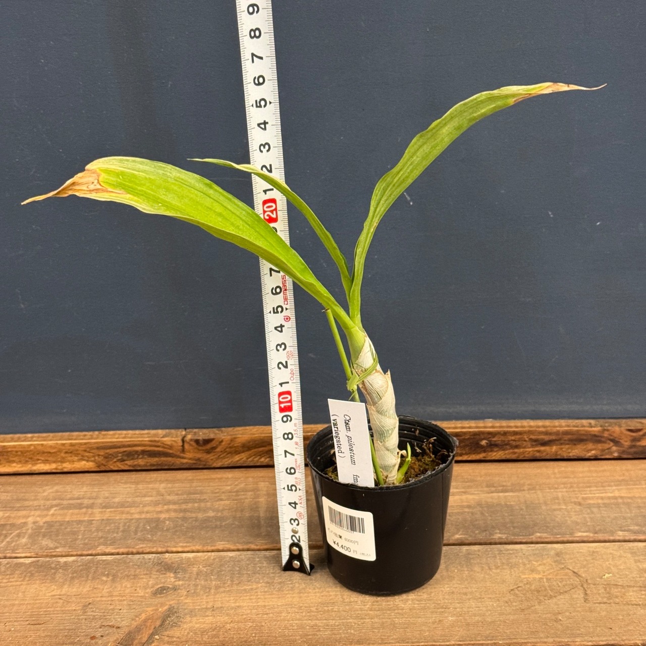 【OVM】Ctsm. pileatum　fma. album　( variegated )【1087】