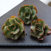 カット苗 古琴錦 【日本初上陸？】 Echeveria 'Mini Gossaon Variegated'