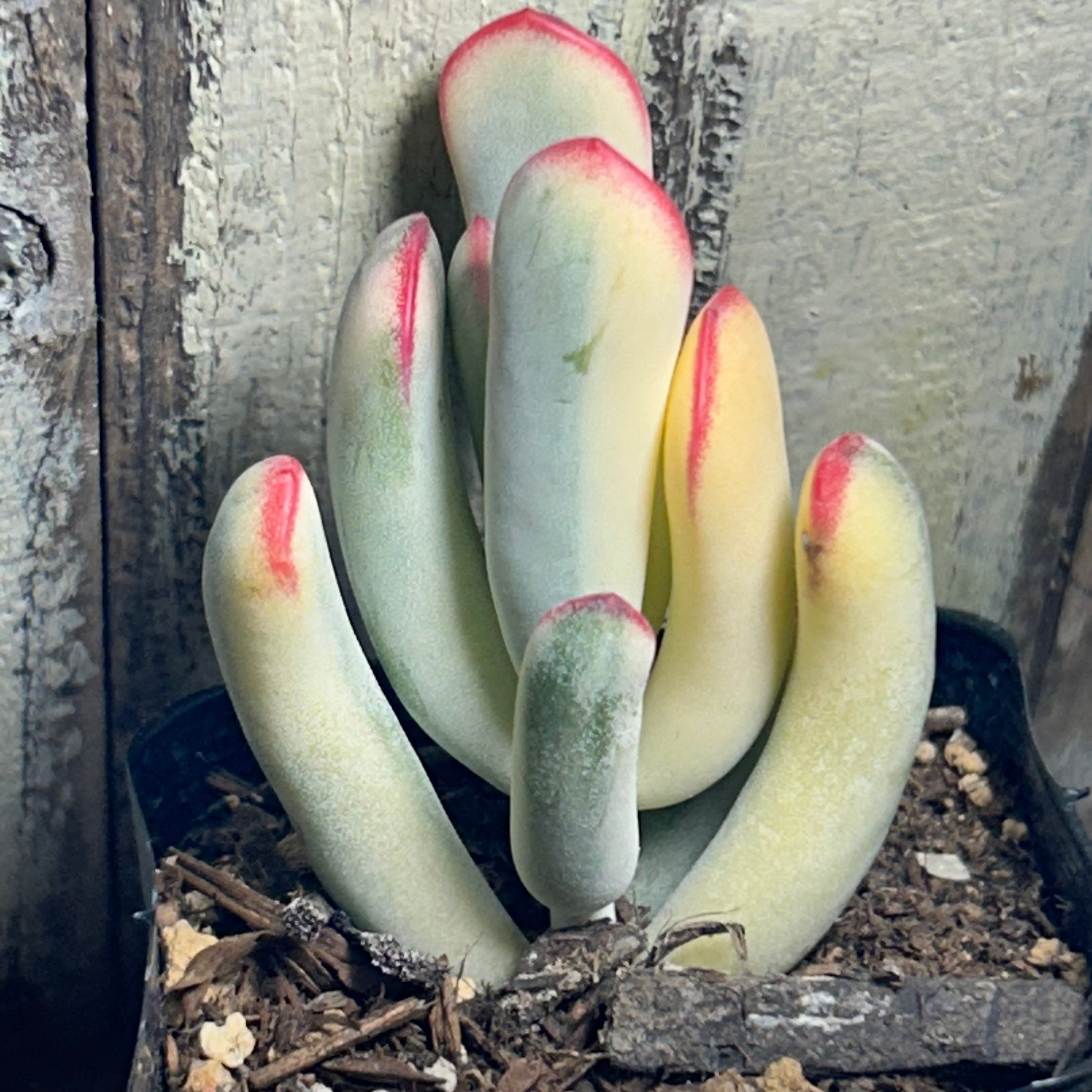 群生 | RuPo 多肉植物専門店