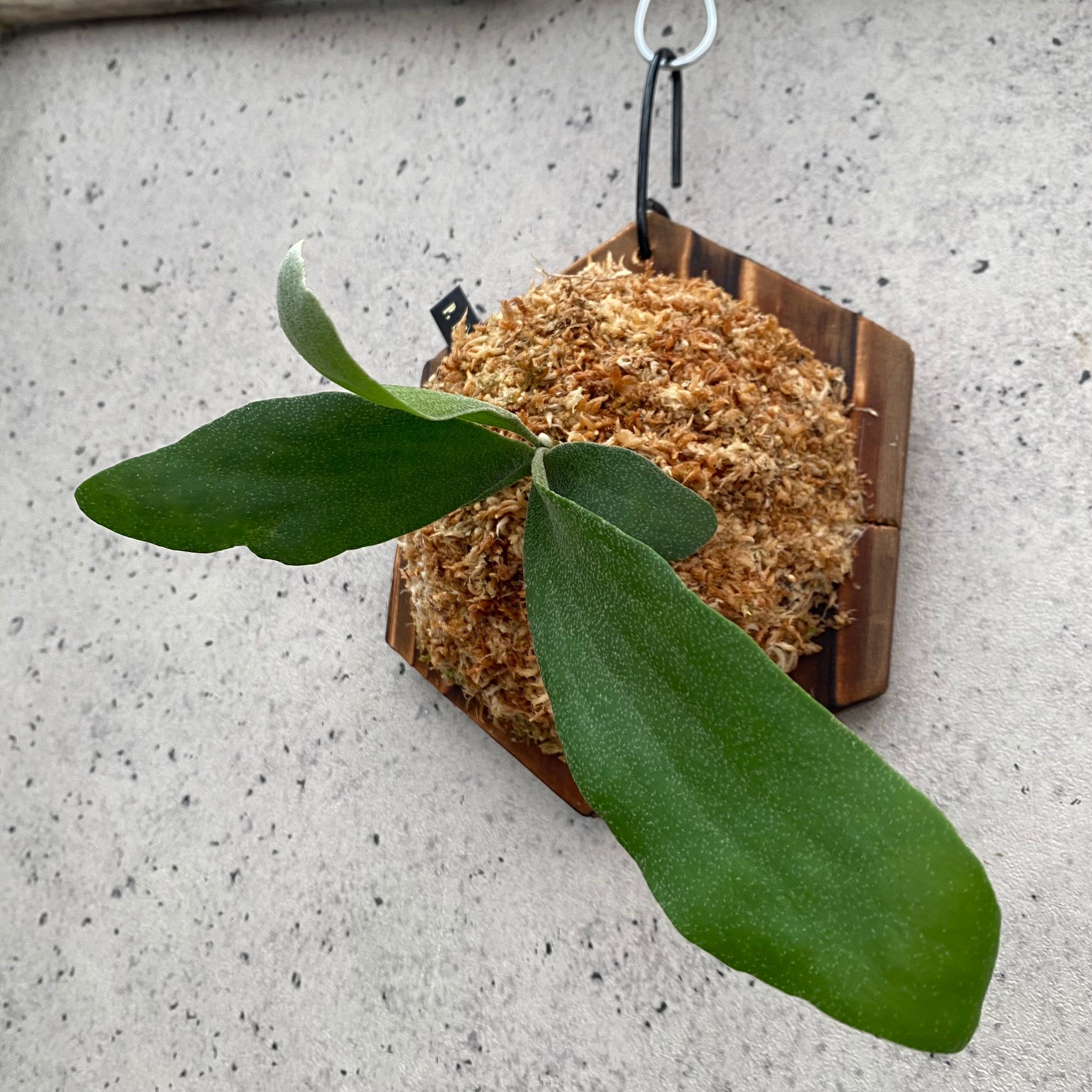 Planet Plants プラネットプランツ
