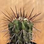 Copiapoa carrizalensis【コピアポア・黒閃玉・実生】