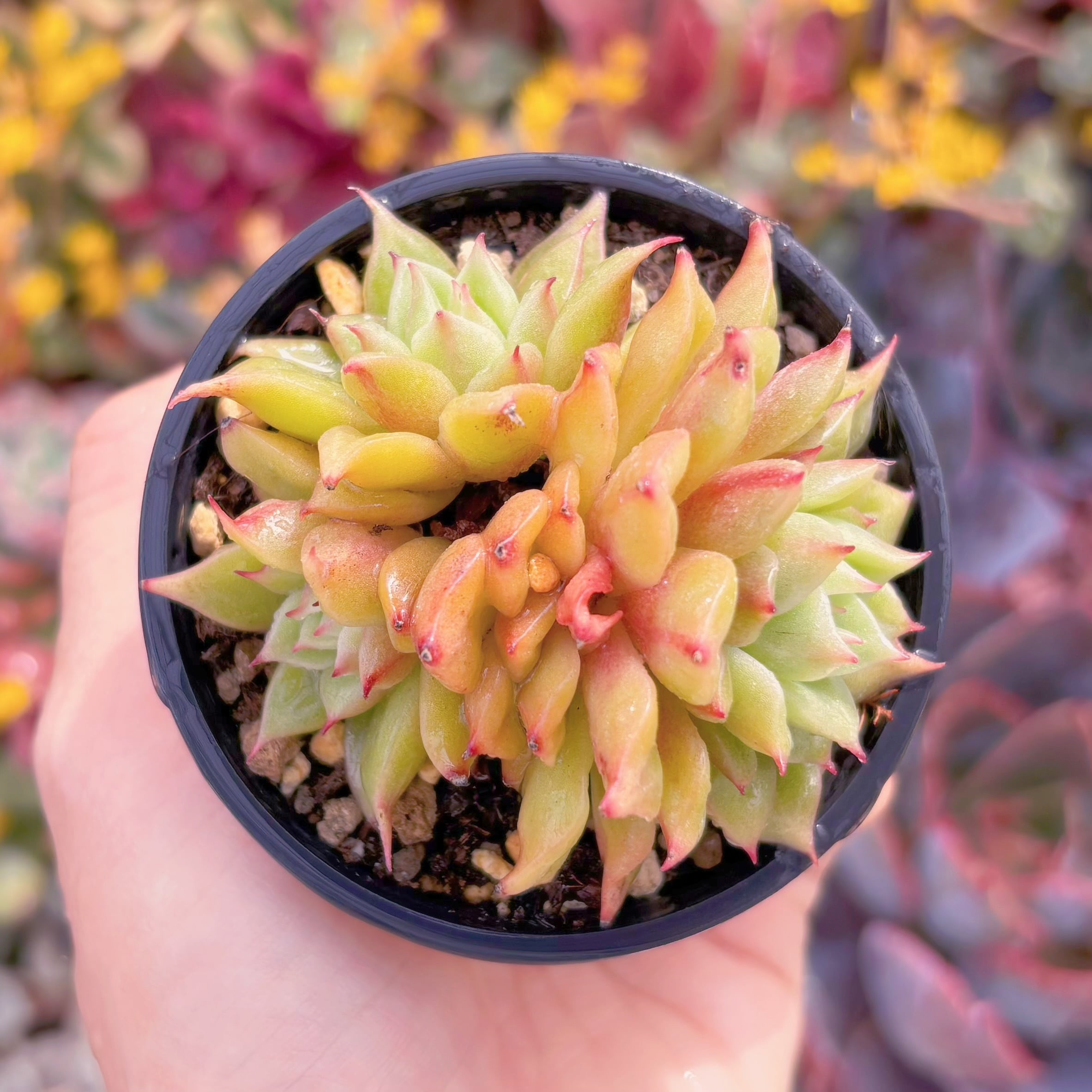 現品　爛漫染#1128　群生　古株　るる農園