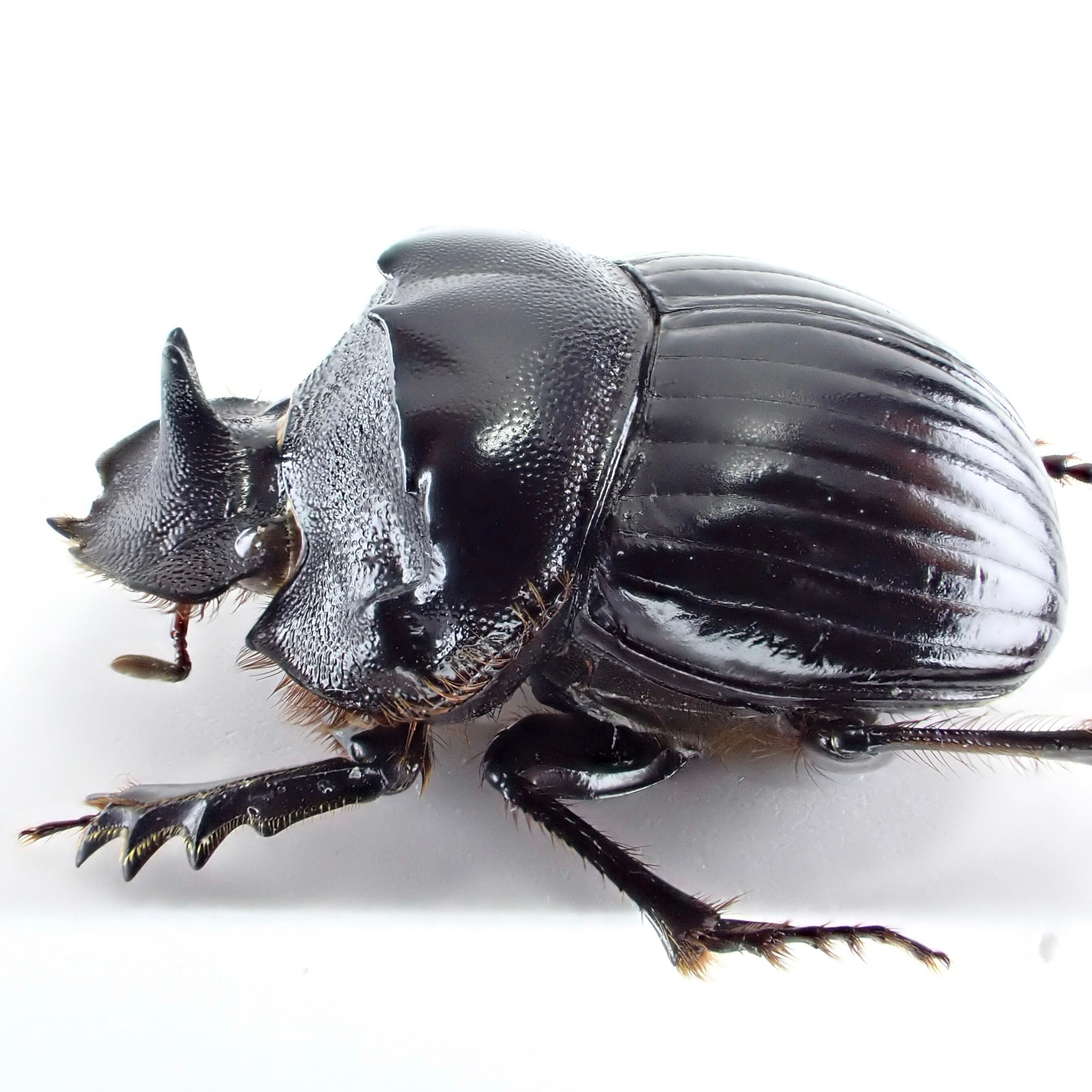 標本 Taiwan Dytiscoidae sp.37mm 751a021351014957ba0ca683f122f3