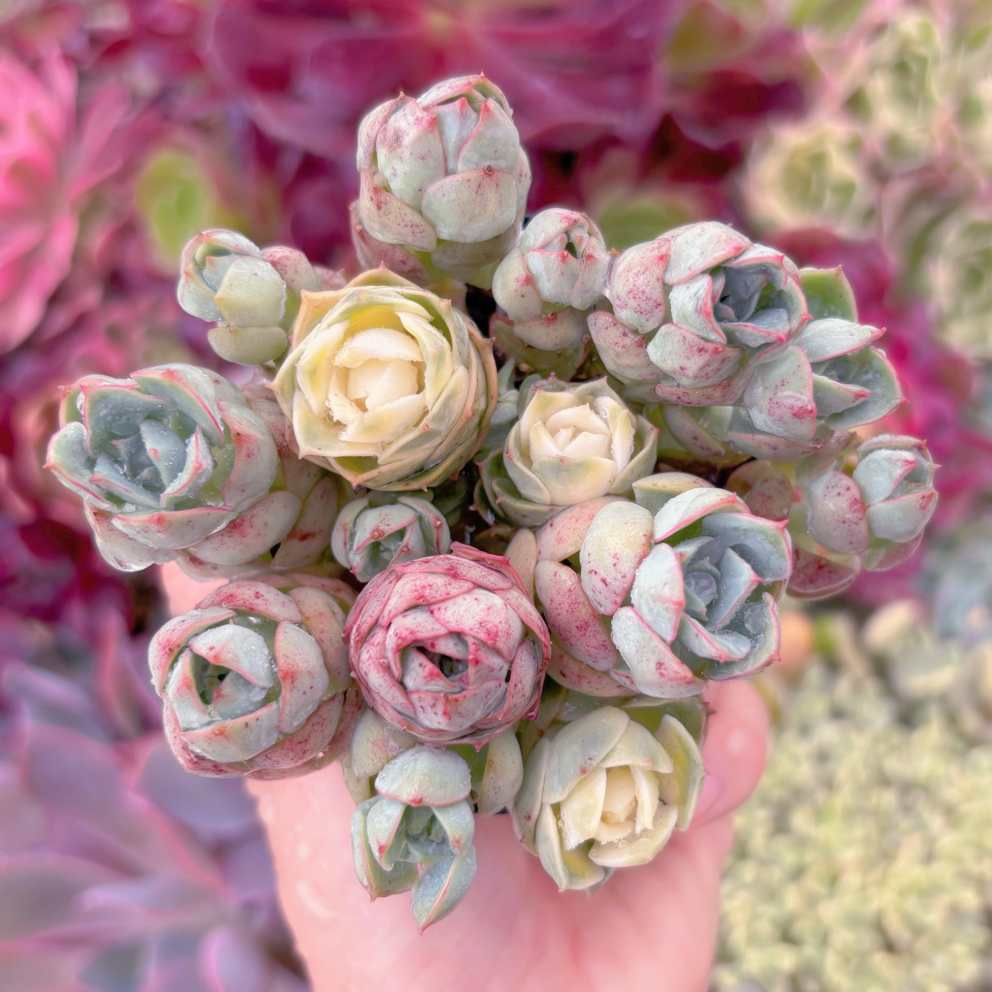 現品　イタリアローズ錦#907　るる農園