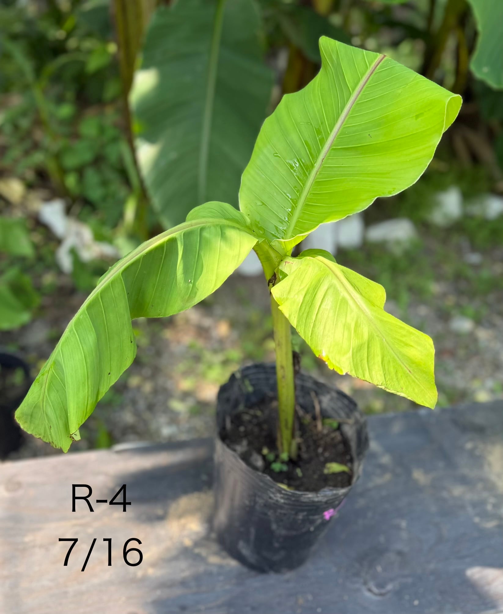 芭蕉 ジャパニーズバナナ バショウ 苗 B-4 【鉢底から計測】 約60cm