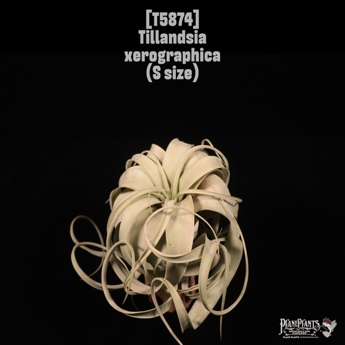 Tillandsia xerographica S〔ティランジア〕T5874