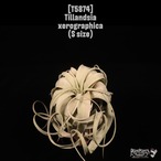 Tillandsia xerographica S〔ティランジア〕T5874