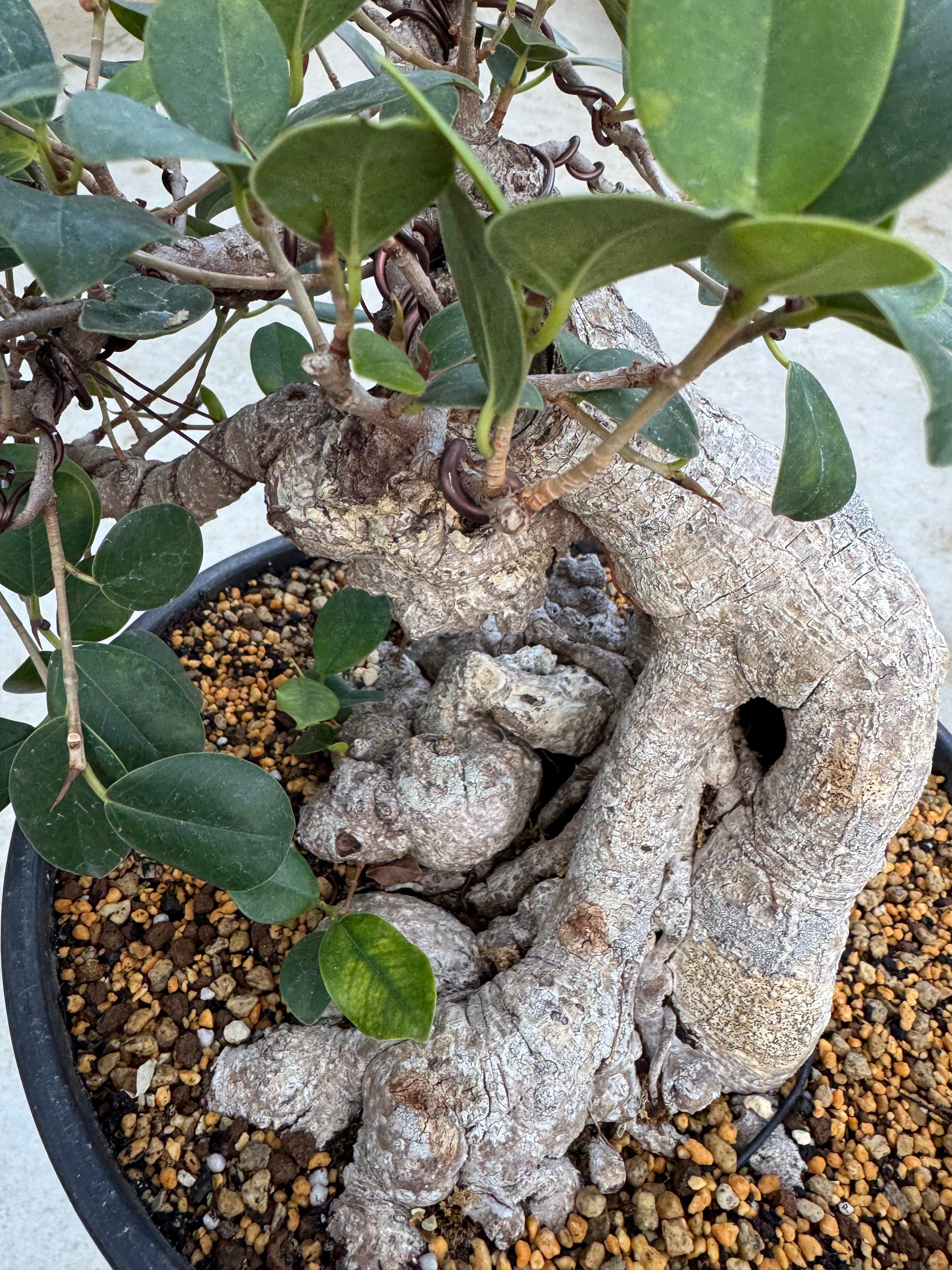 琉球盆栽】Ficus microcarpa【極上のイボガジュマル】 | 青坊主-aobouzu-