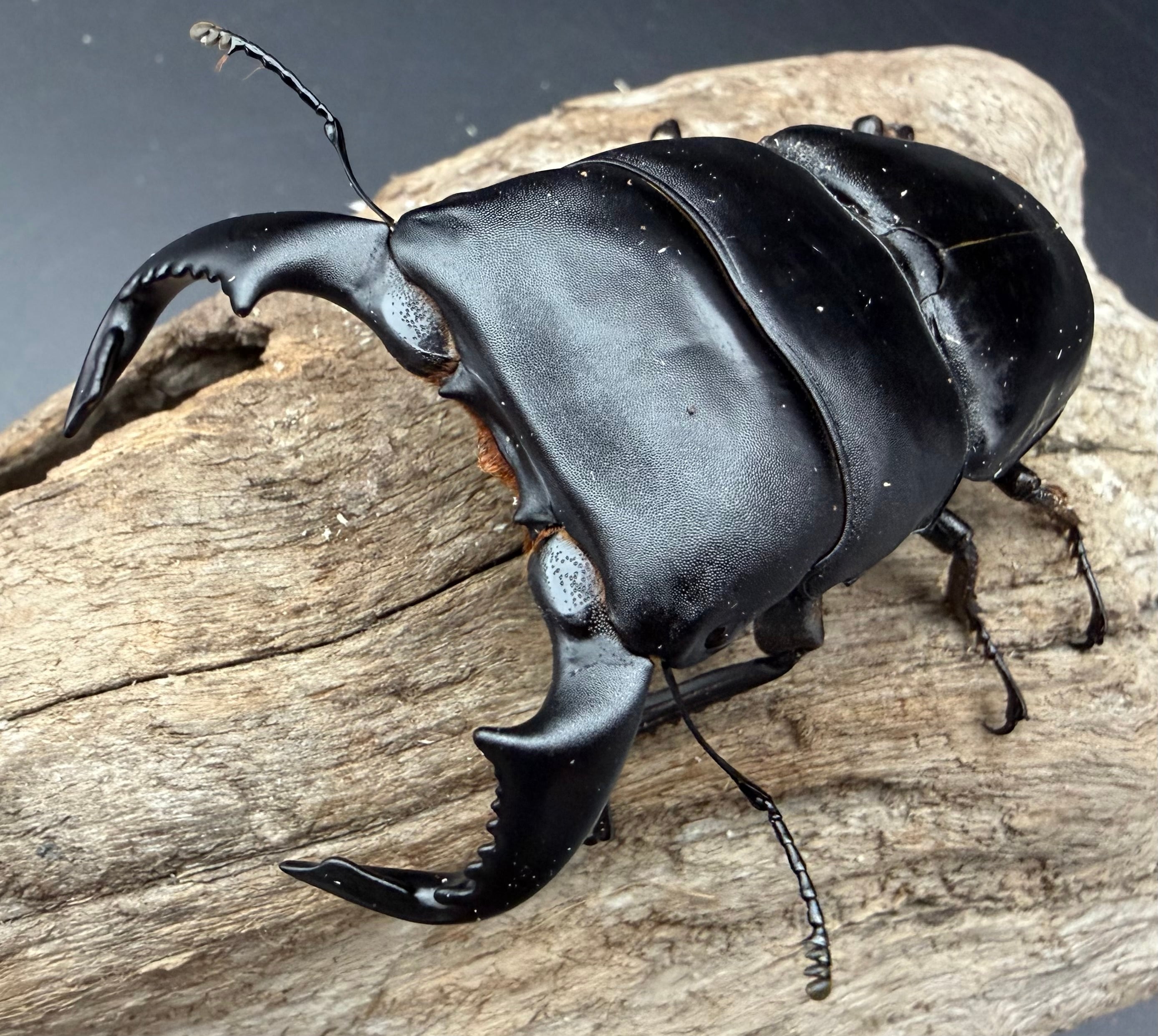 WD】《サキシマヒラタクワガタ 与那国島産 35mm ♀単》① | KPW公式