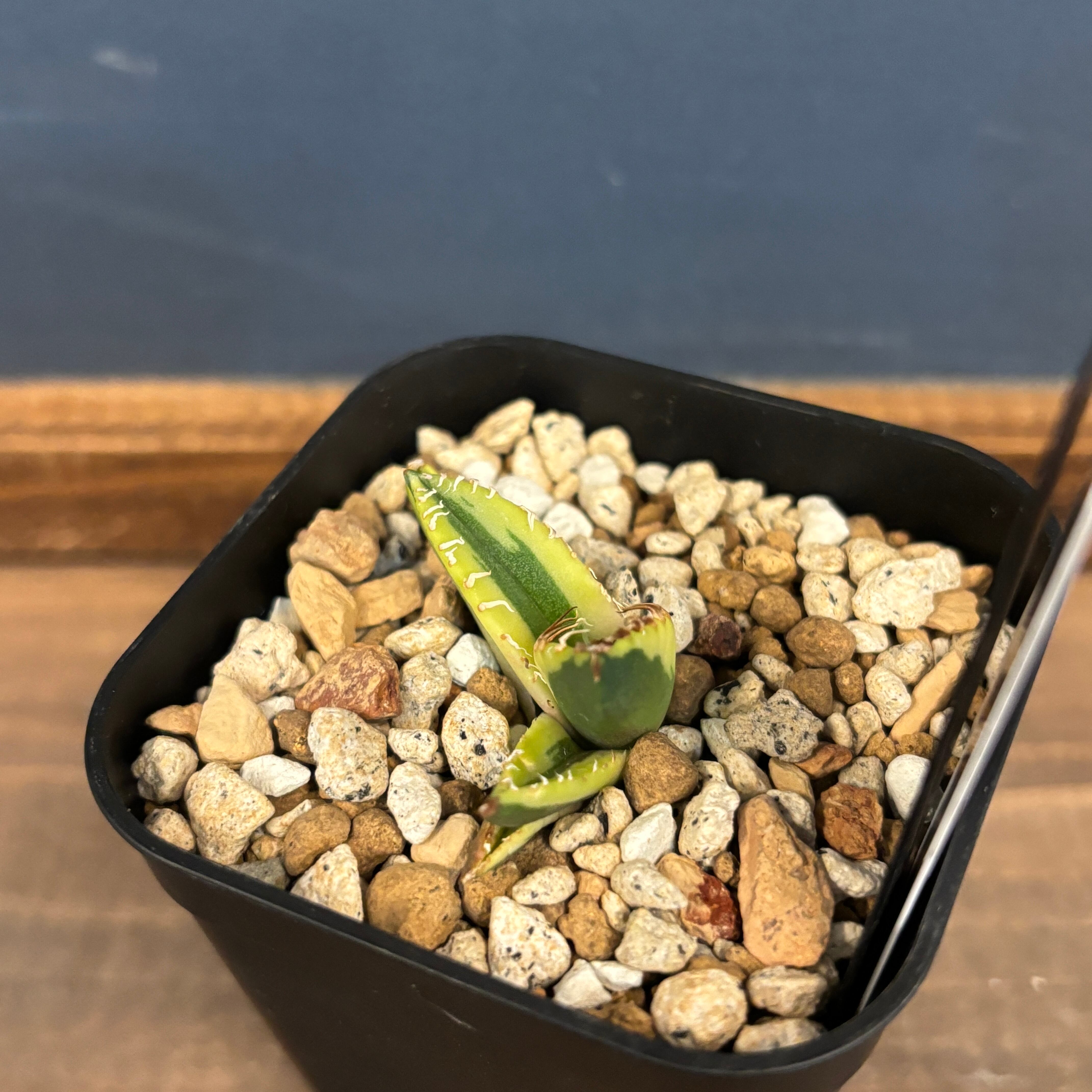 委) アガベ チタノタ 魔丸 斑入り【586】 | PROTOLEAF プロトリーフ