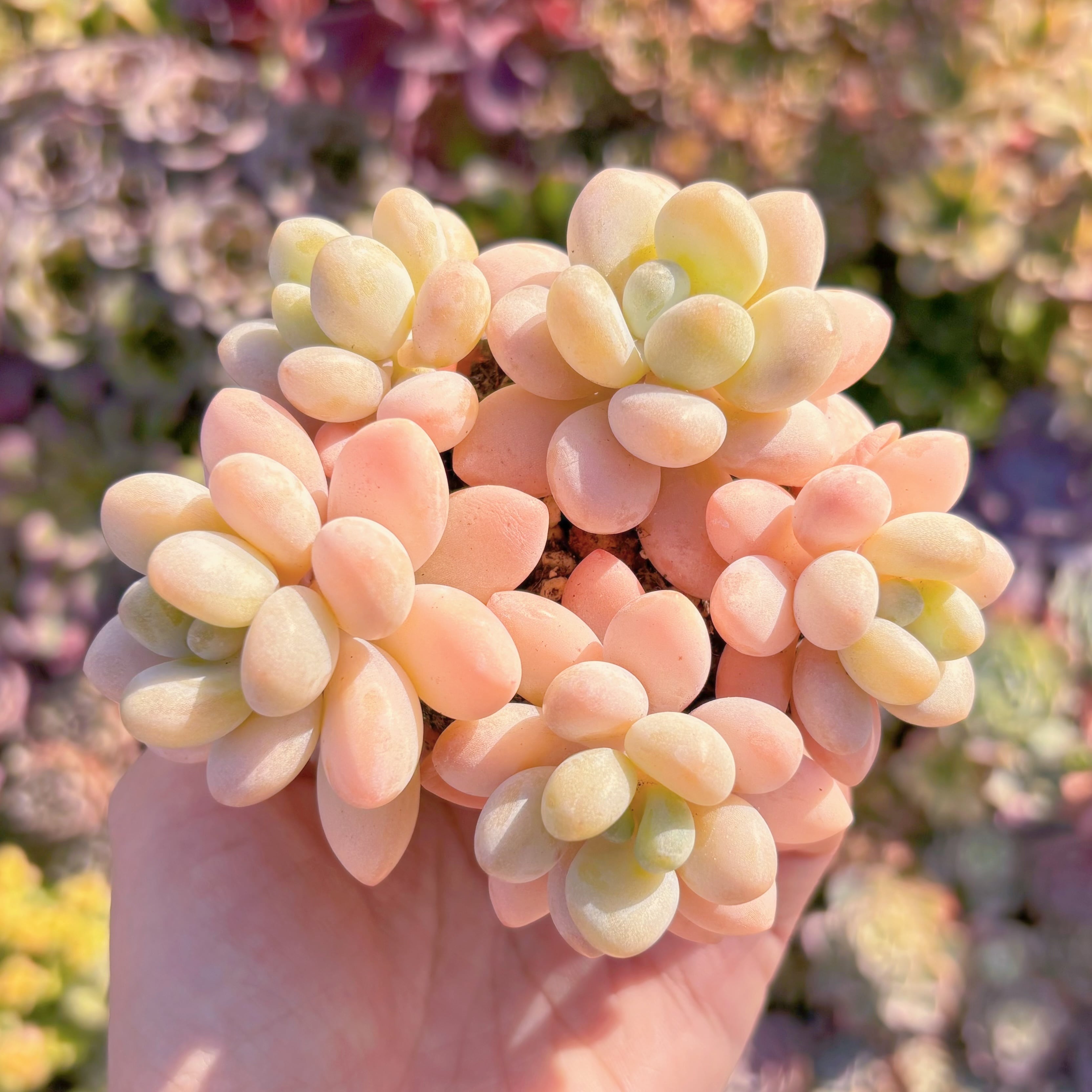 多肉植物　洛神（5頭)　新入荷　るる農園