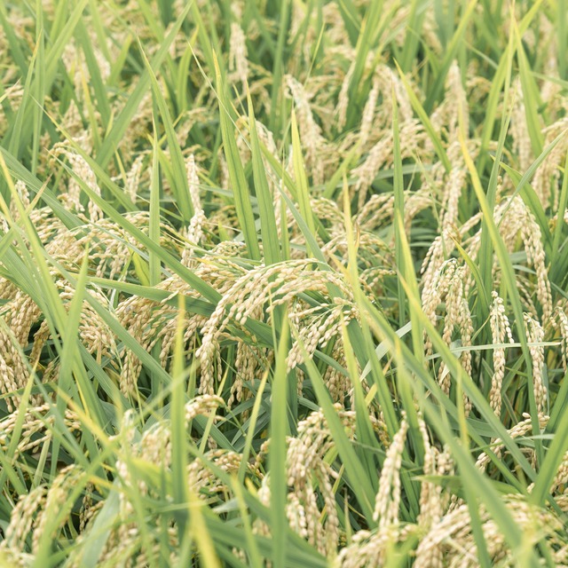 [お試しサイズ]   奈良県産 ヒノヒカリ 玄米2kg