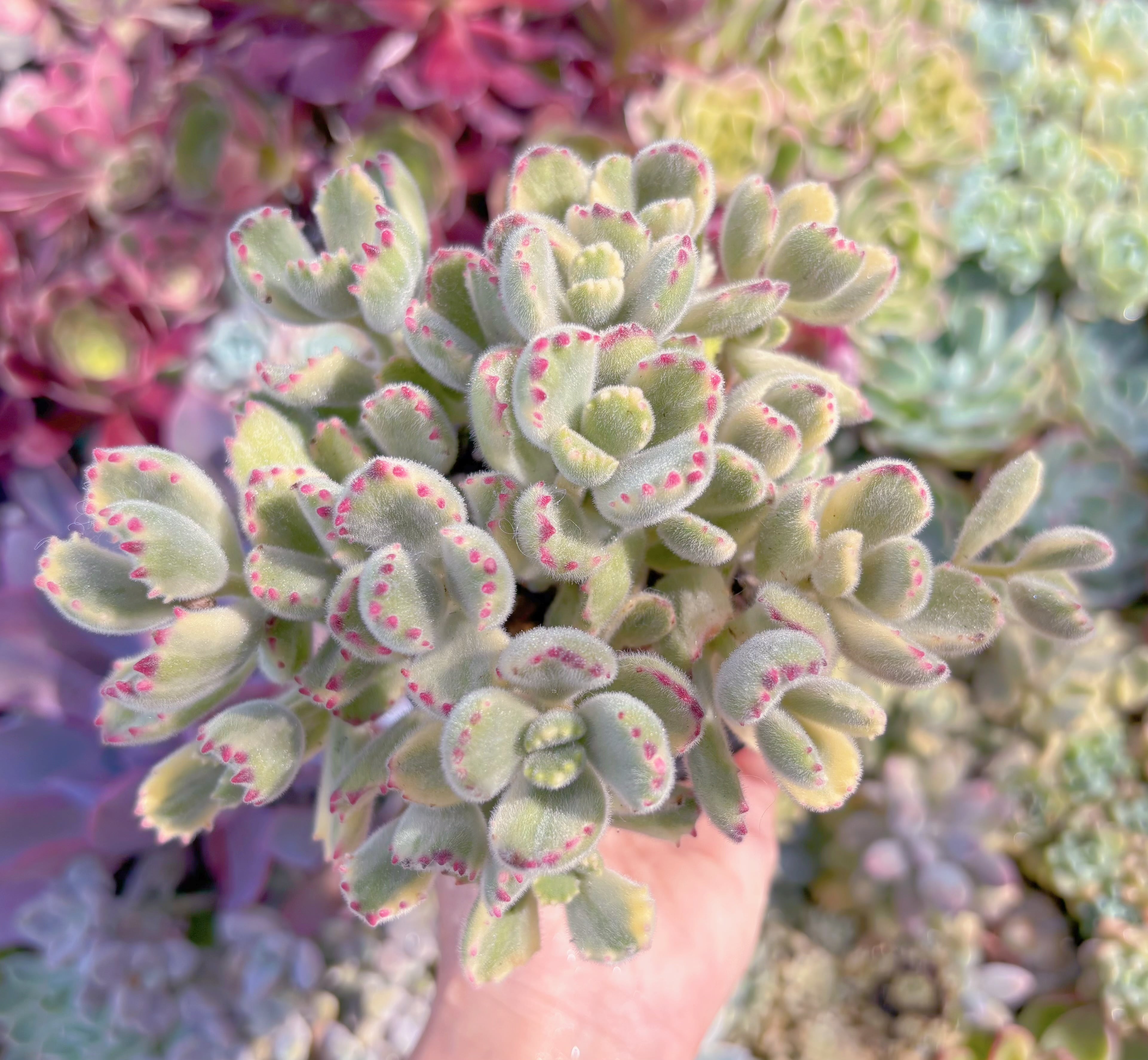 現品　白熊#852　るる農園