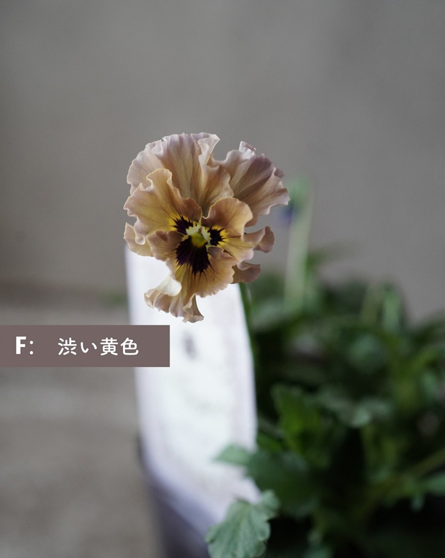 ★色選べます　ビオラ　マイガール　３号