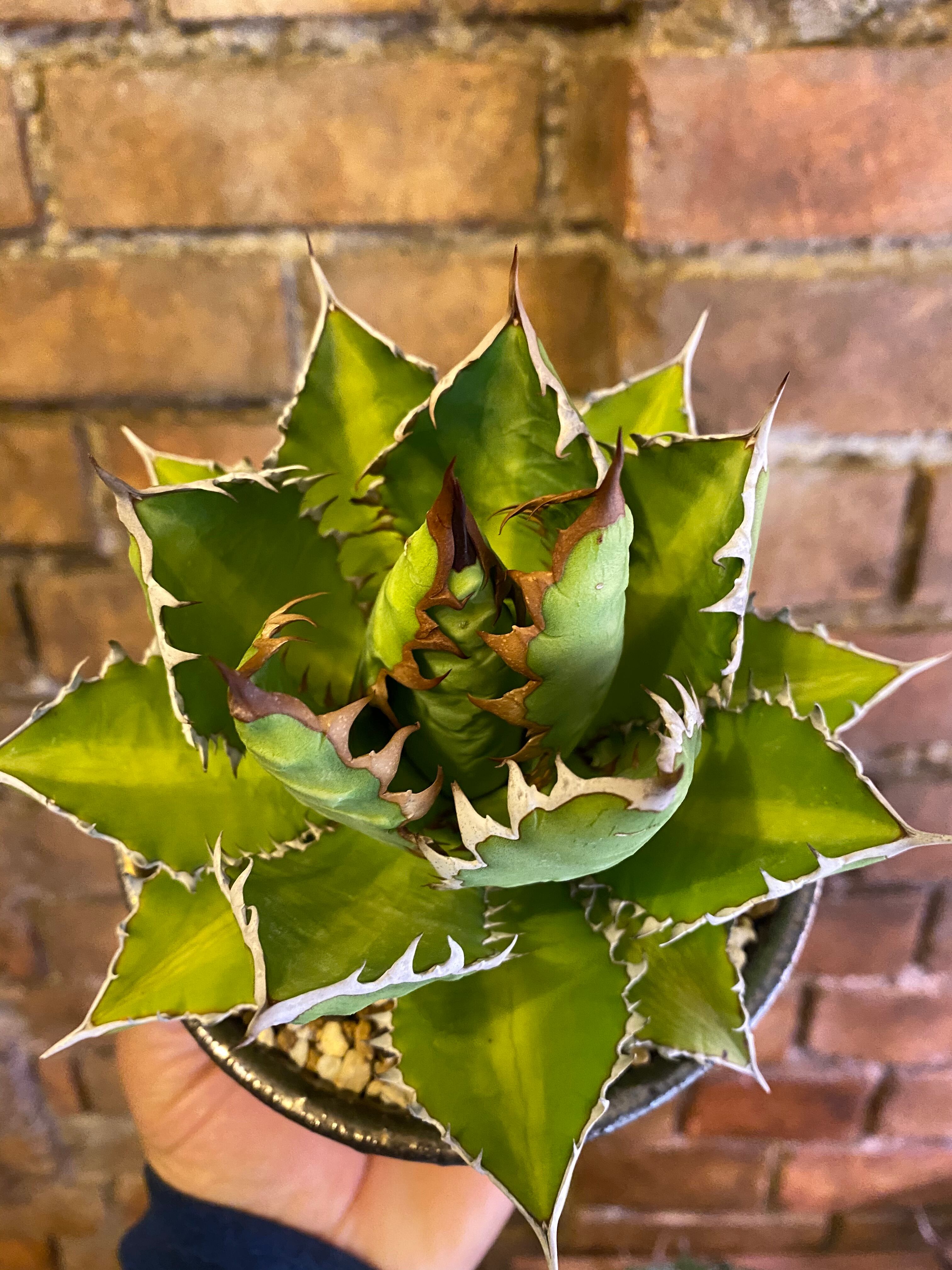 Agave titanota×lophantha 万代巌竜 | アガベ専門店SAAG