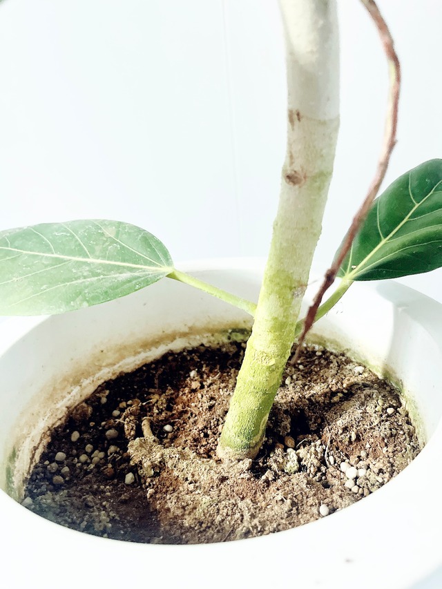 【Premium Plants】フィカス ベンガレンシス 白く美しいS字カーブ calm cafe