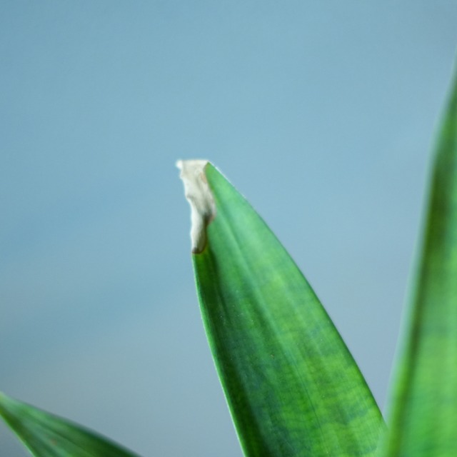 フリーセア オスピナエ 器セットB