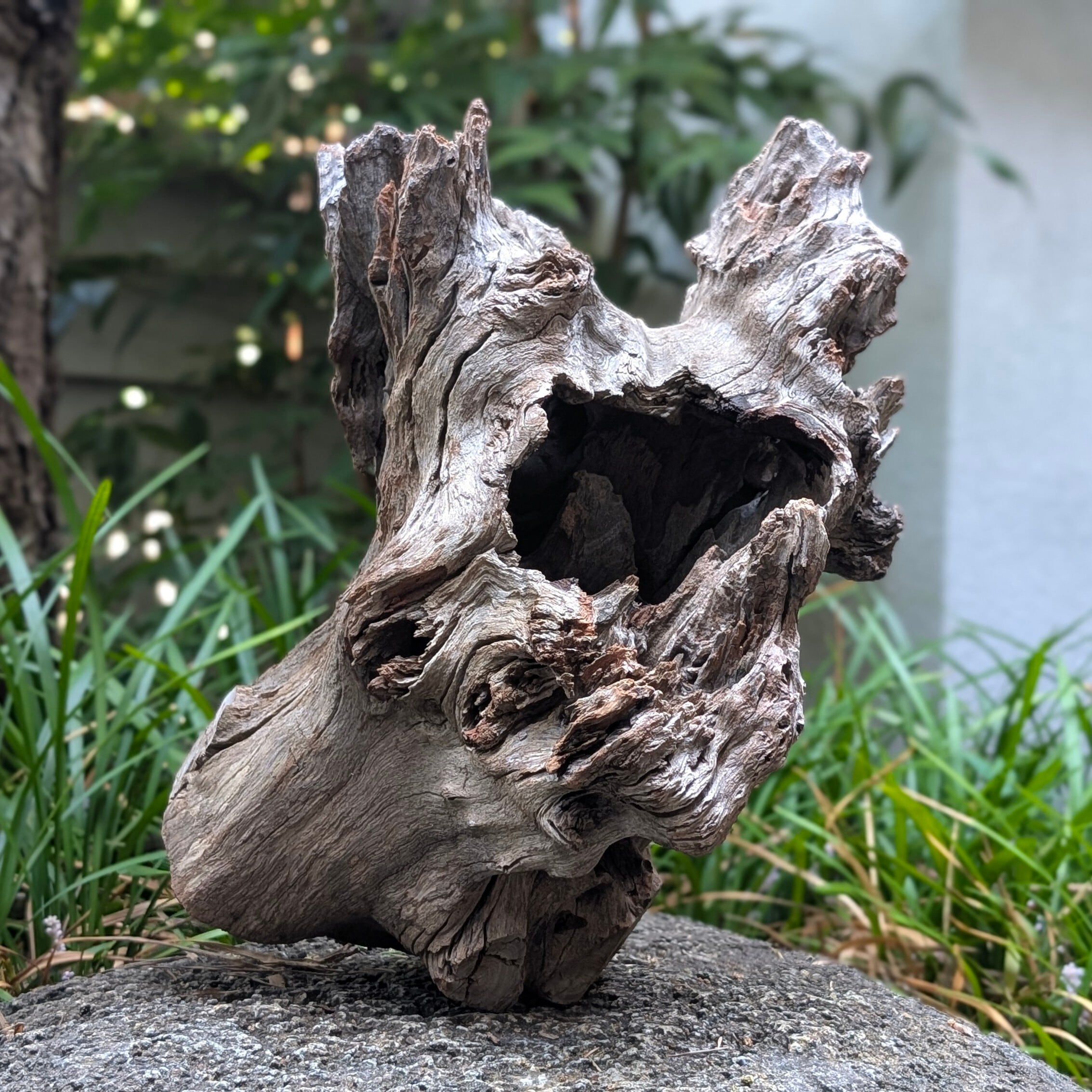 プレミアムスタンプウッド【PSW004】流木 アクアリウム ビバリウム 水槽 プレミアムスタンプウッド【PSW004】流木 水槽 アクアリウム