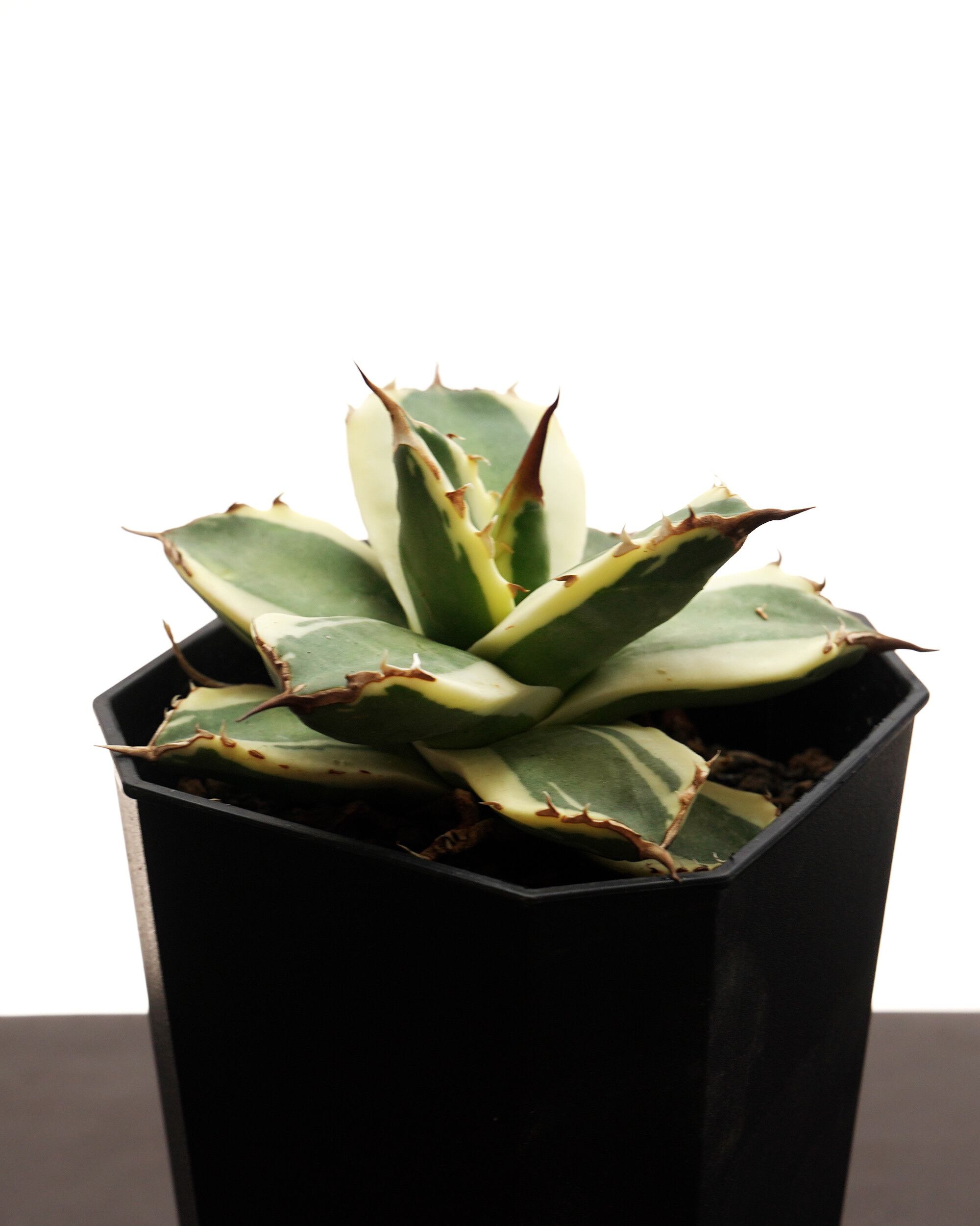 PREMIUM】 抜き苗 猫爪錦 見本株 Agave titanota 'Nekozume Variegated