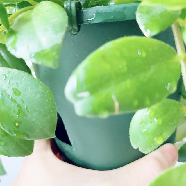 《人気》エスキナンサス ラディカンス 観葉植物 吊り下げ calm cafe