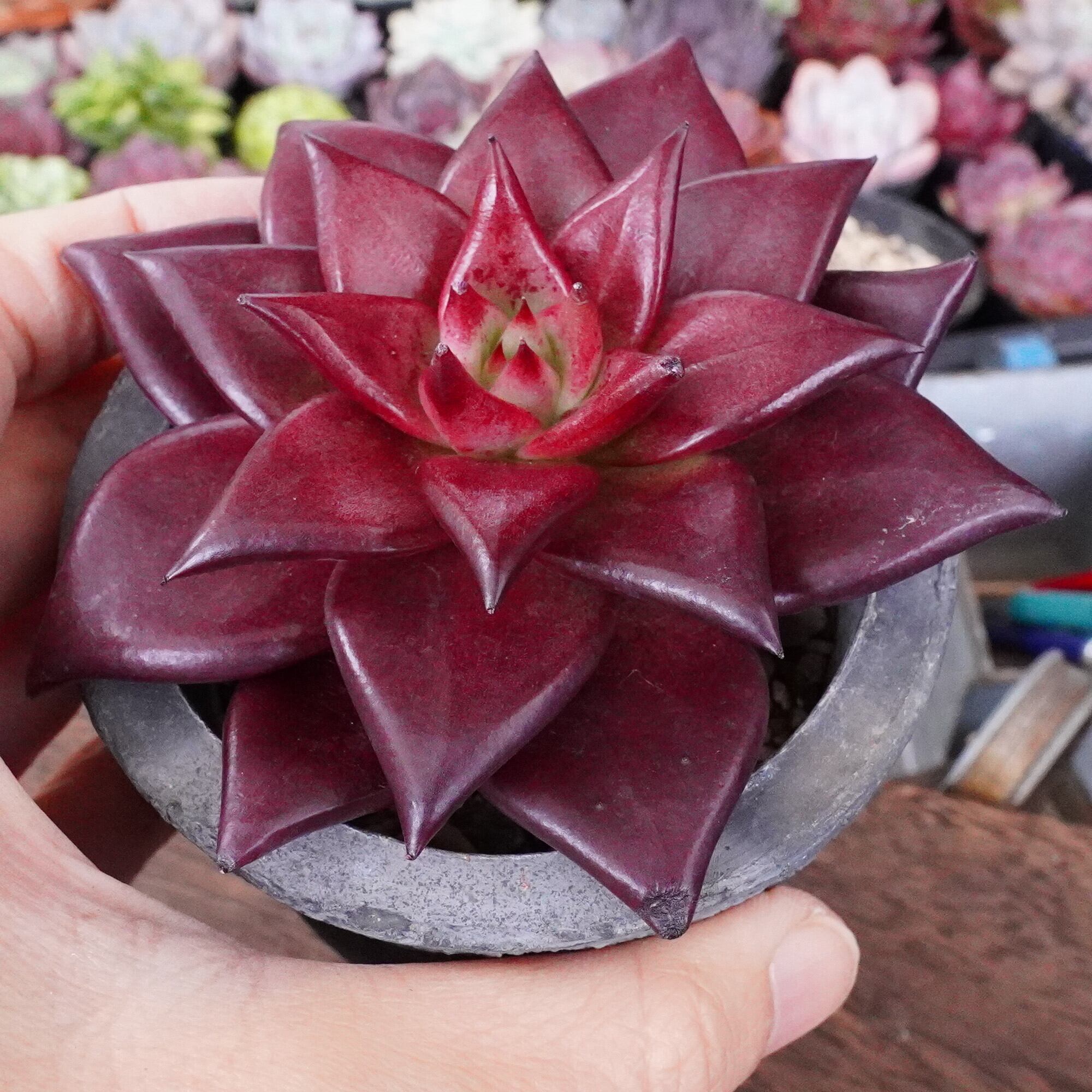 多肉植物　エケベリアsp  韓国苗 ⑧韓国苗 多肉植物 エケベリア お得な詰め合わせセット 多肉植物