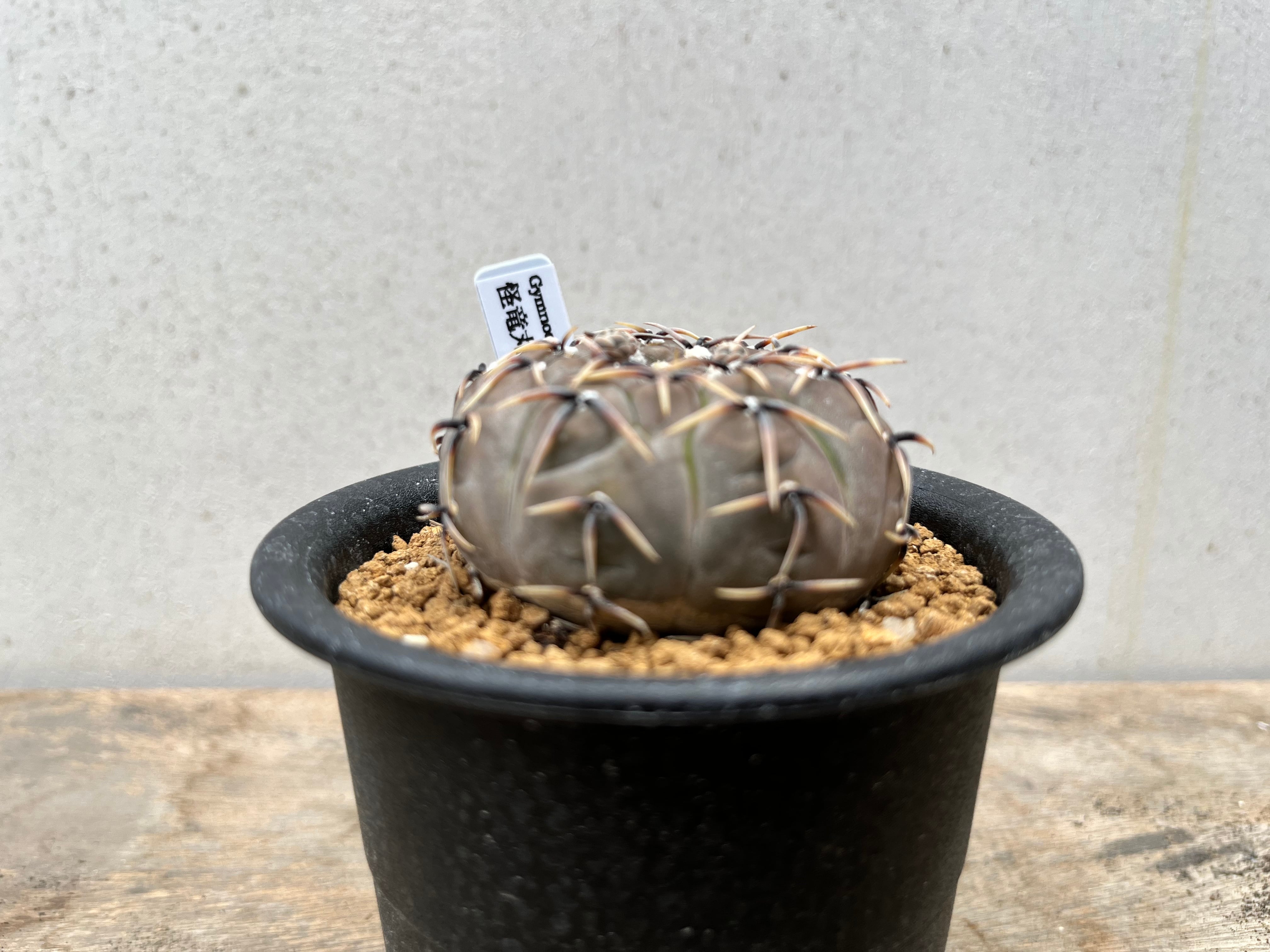 Gymnocalycium bodenbenderianum　ギムノカリキュウム　怪竜丸　サボテン | plants MARU ー  多肉植物・サボテン・園芸グッズのお店 ー powered by BASE