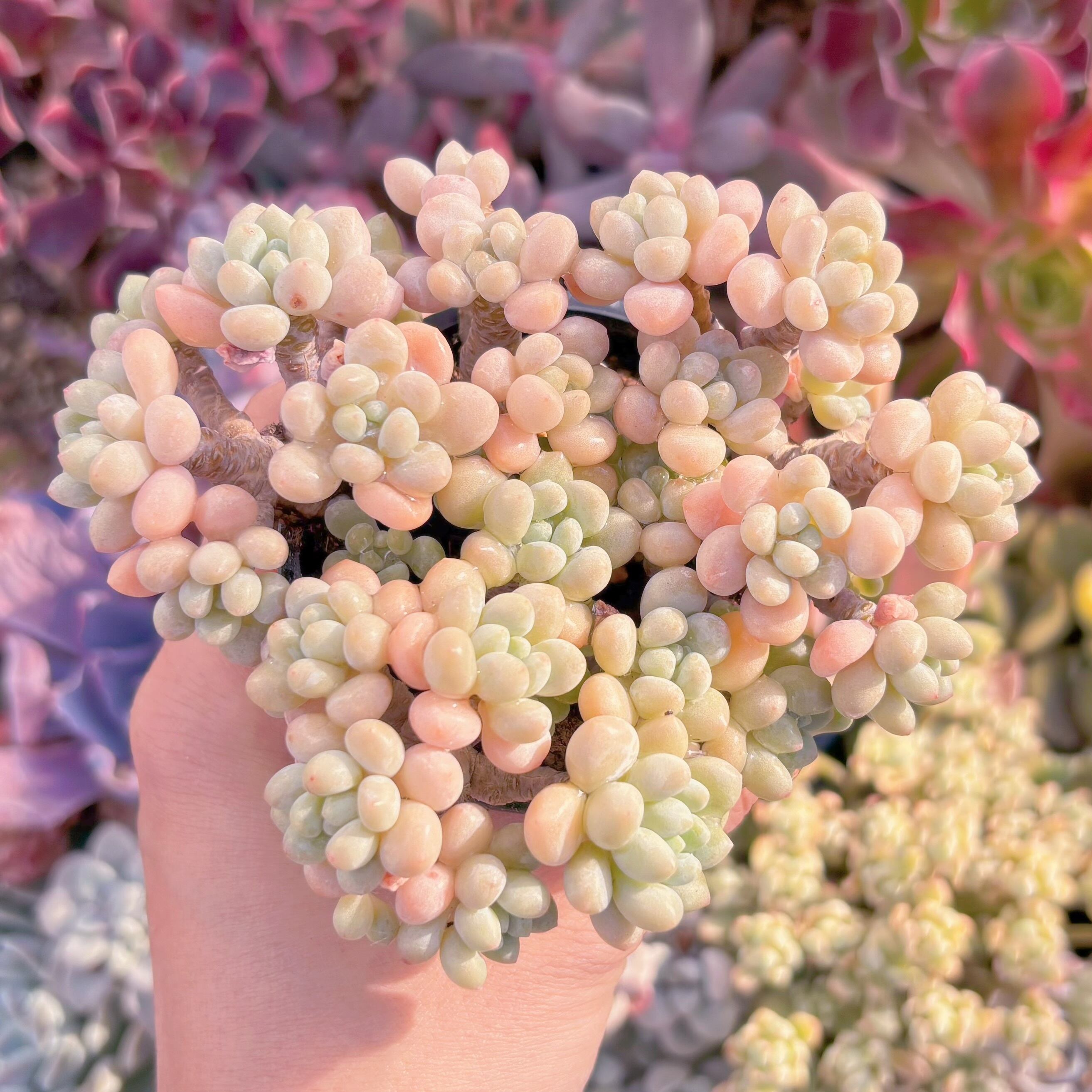 現品　ロココ#219　群生　るる農園